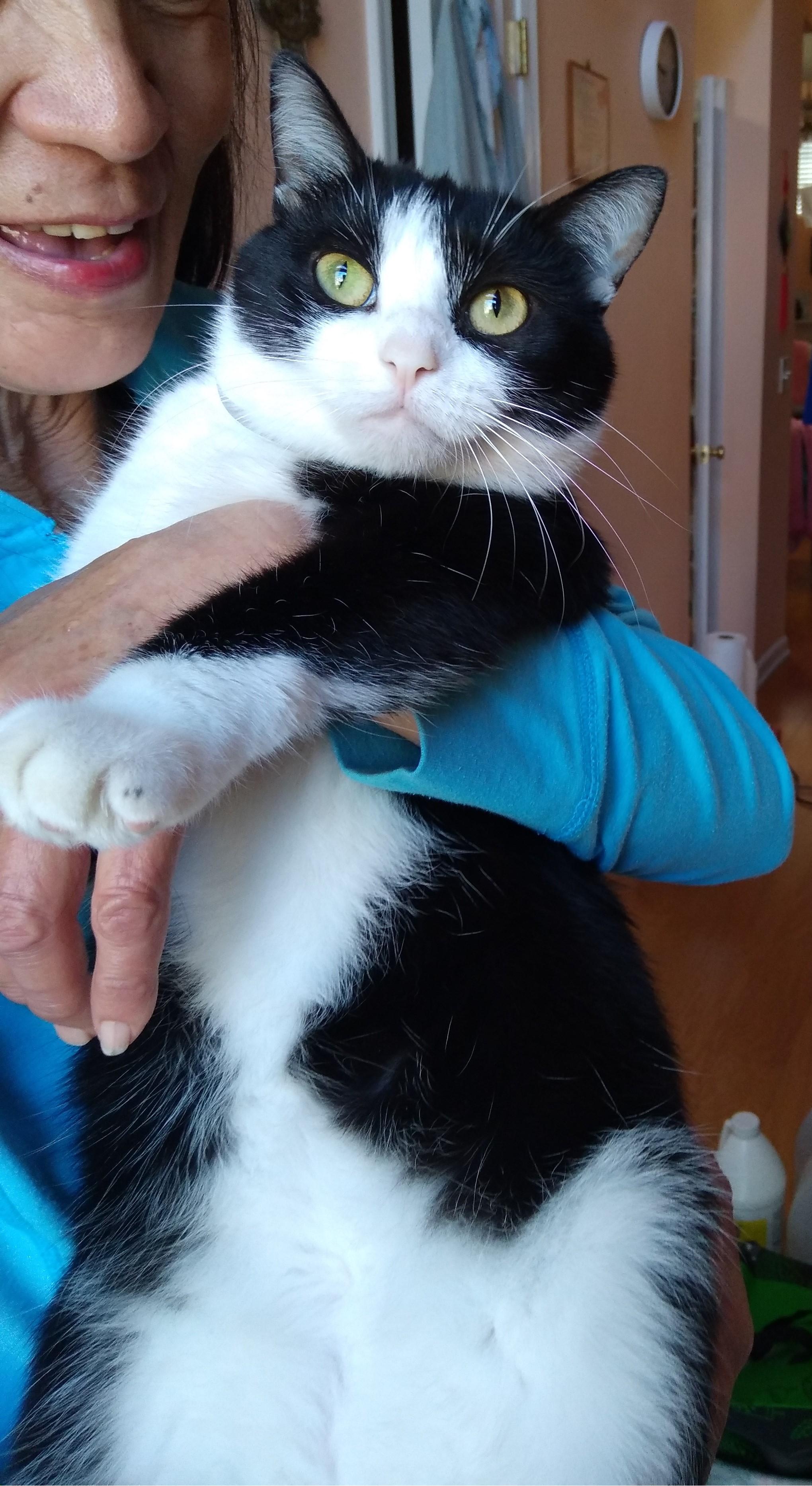 Enlarge Nina, a ADOPTABLE Tuxedo in Nashville, TN image 5/6