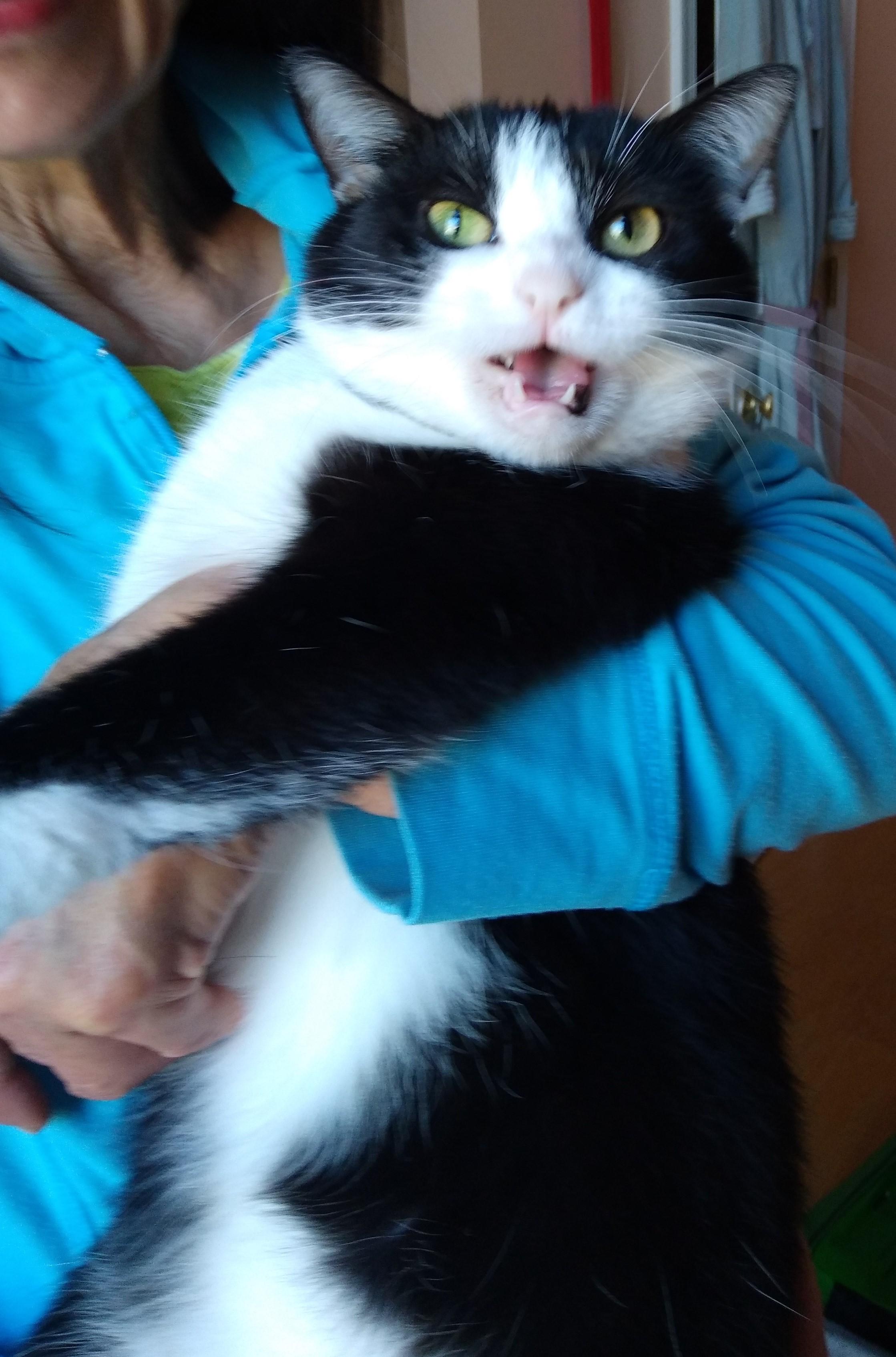 Nina, ADOPTABLE, Young Female Tuxedo.