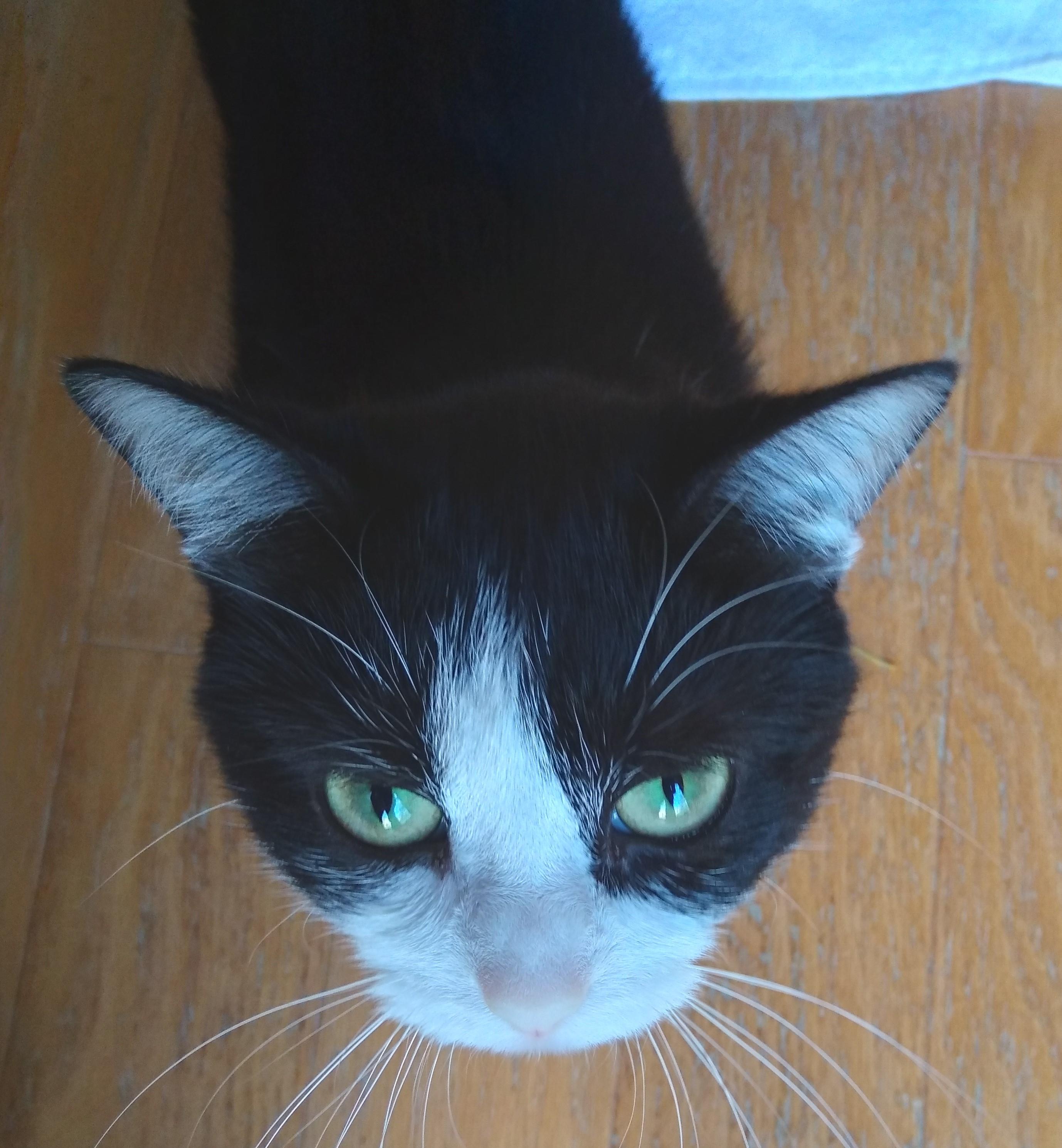 Enlarge Nina, a ADOPTABLE Tuxedo in Nashville, TN image 4/6