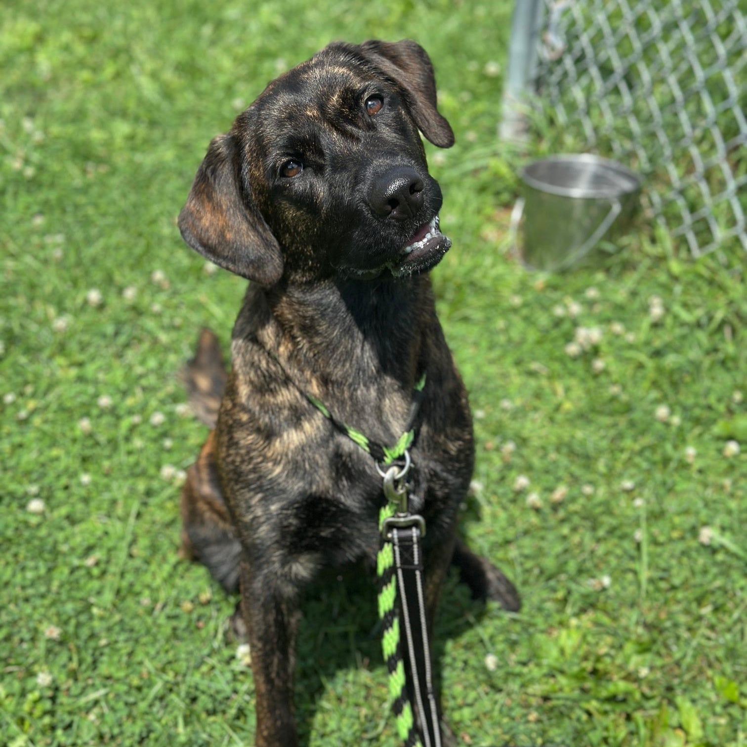 Enlarge Mercy, a Adoptable mixed breed in Danville, PA image 2/4