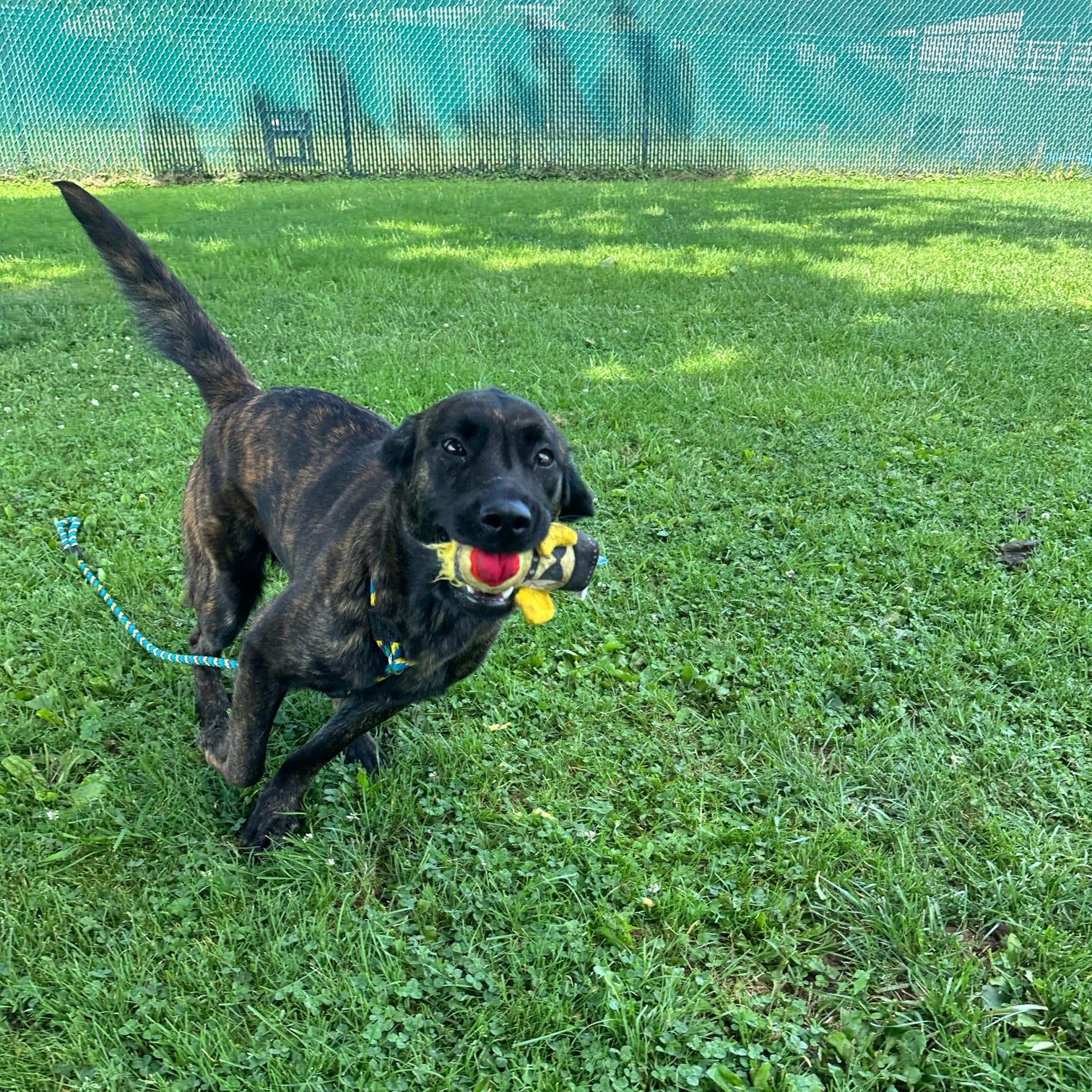 Enlarge Mercy, a Adoptable mixed breed in Danville, PA image 3/4
