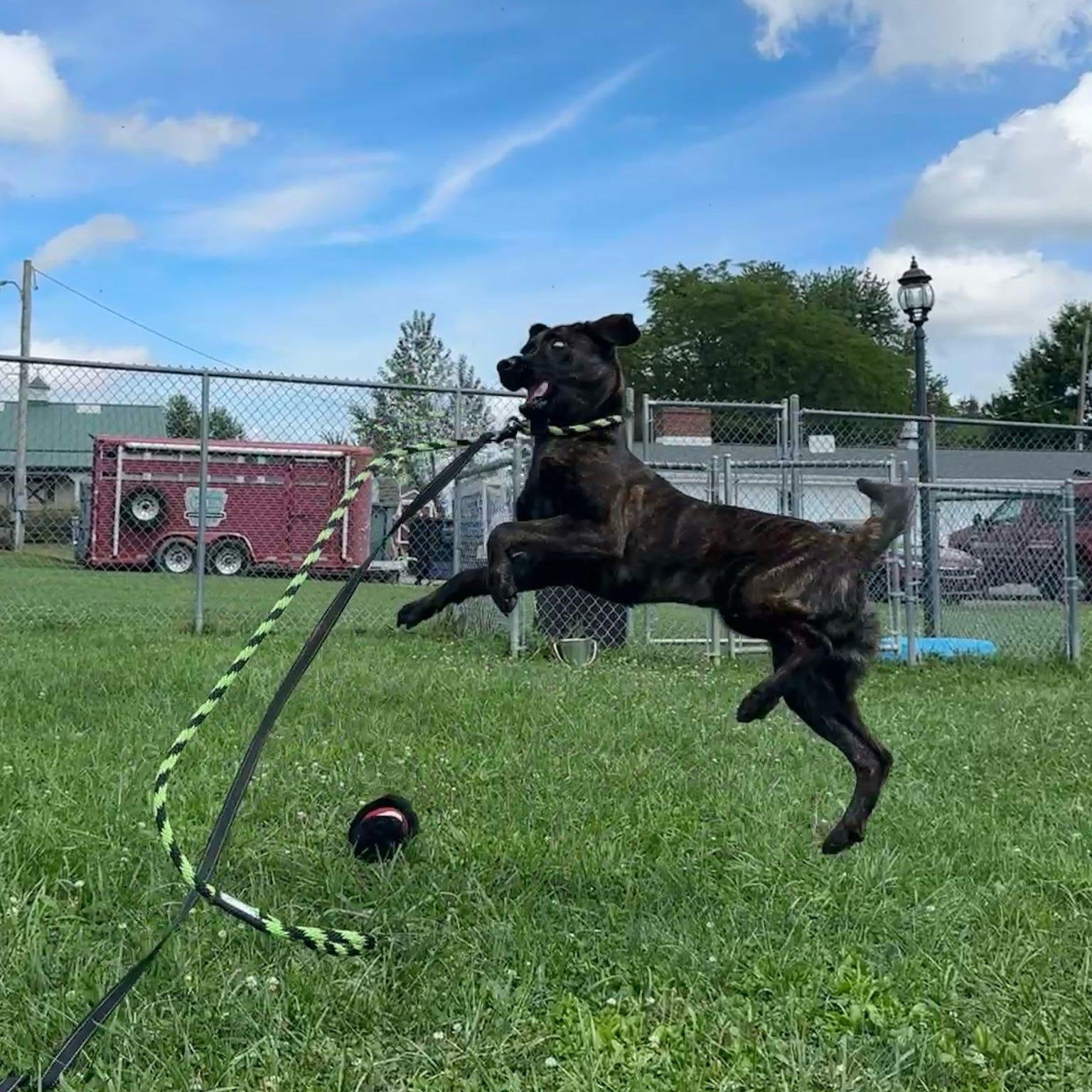 Enlarge Mercy, a Adoptable mixed breed in Danville, PA image 4/4