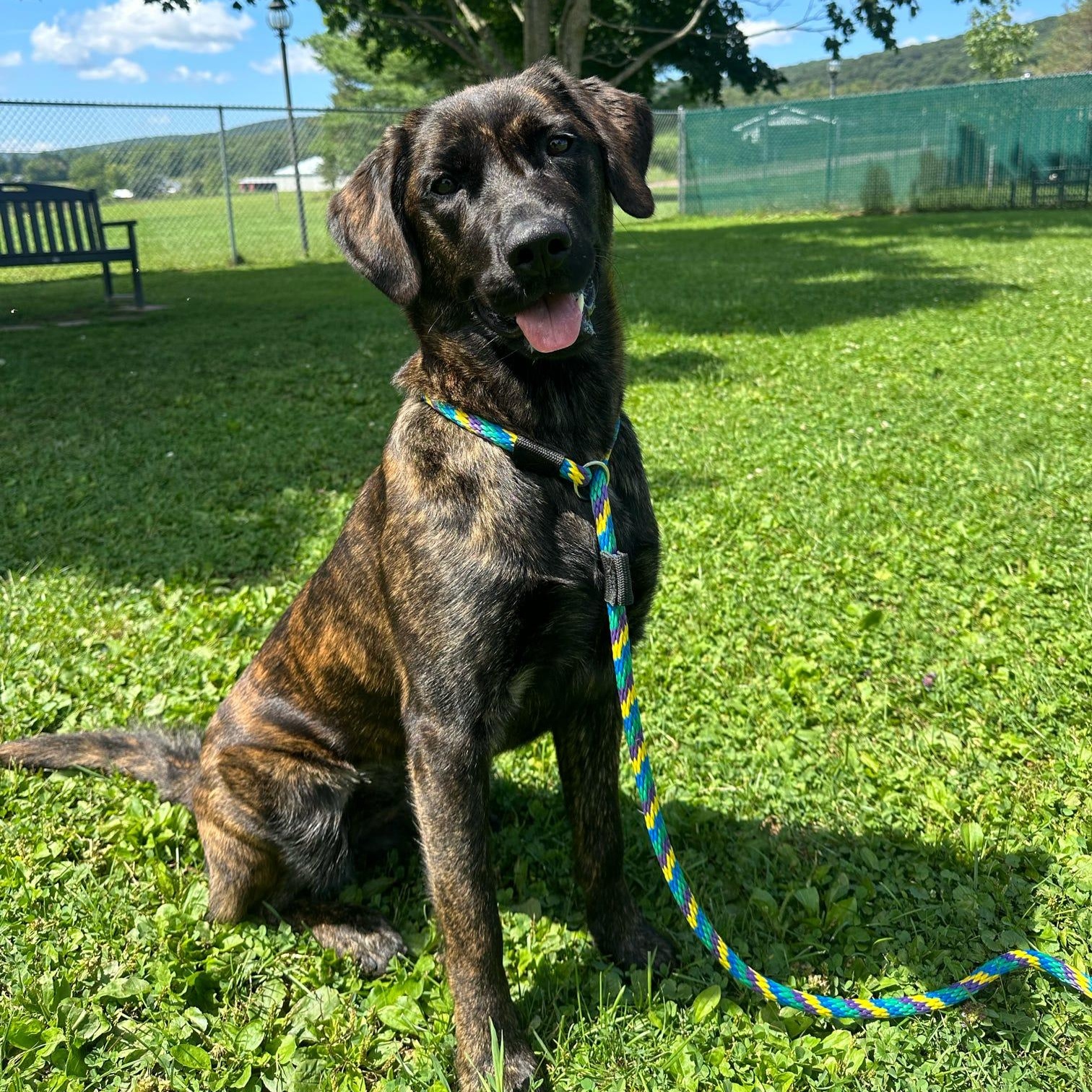 Mercy, Adoptable, Adult Female Retriever.