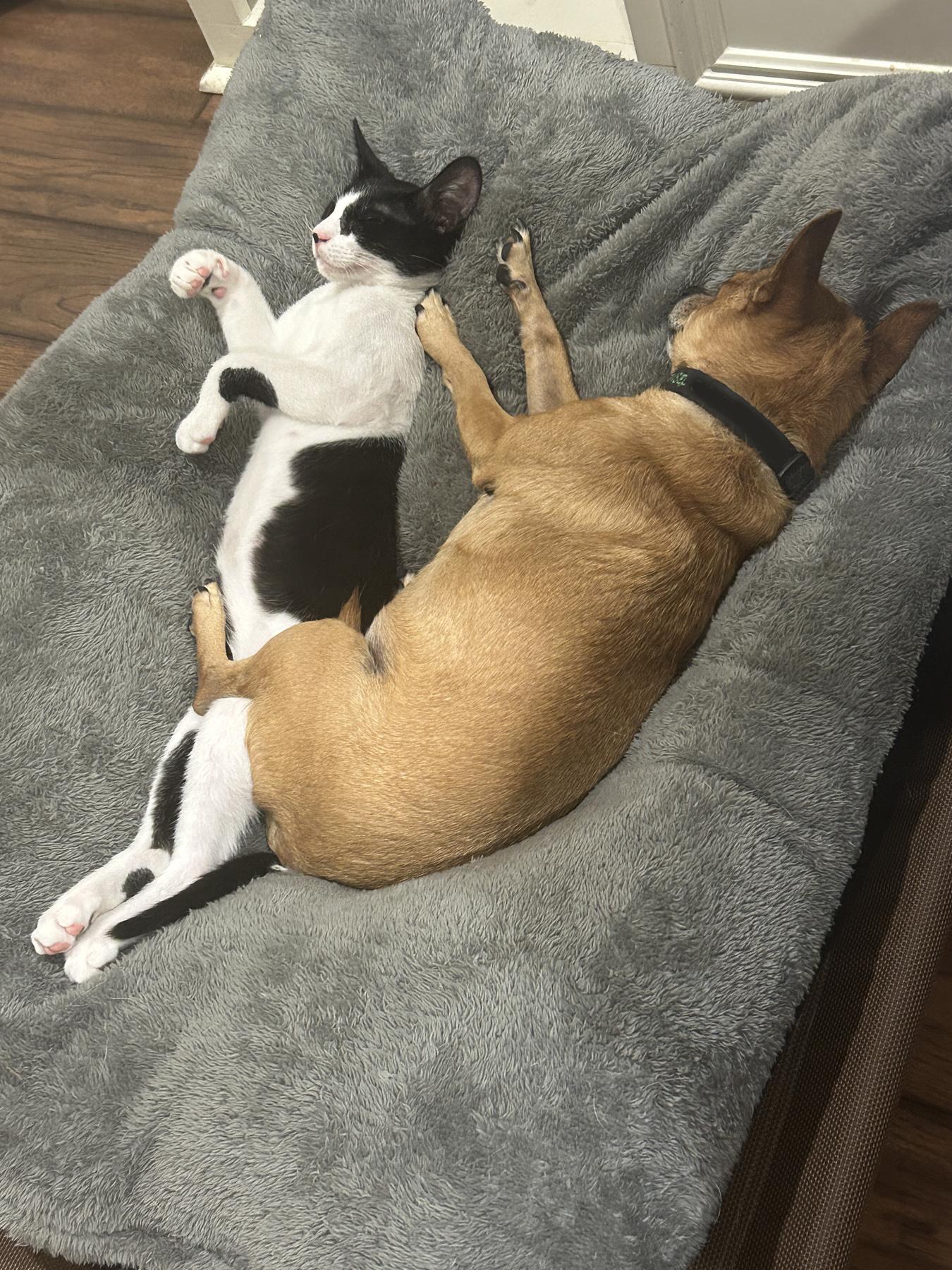 Marshall (aka best kitten ever!)