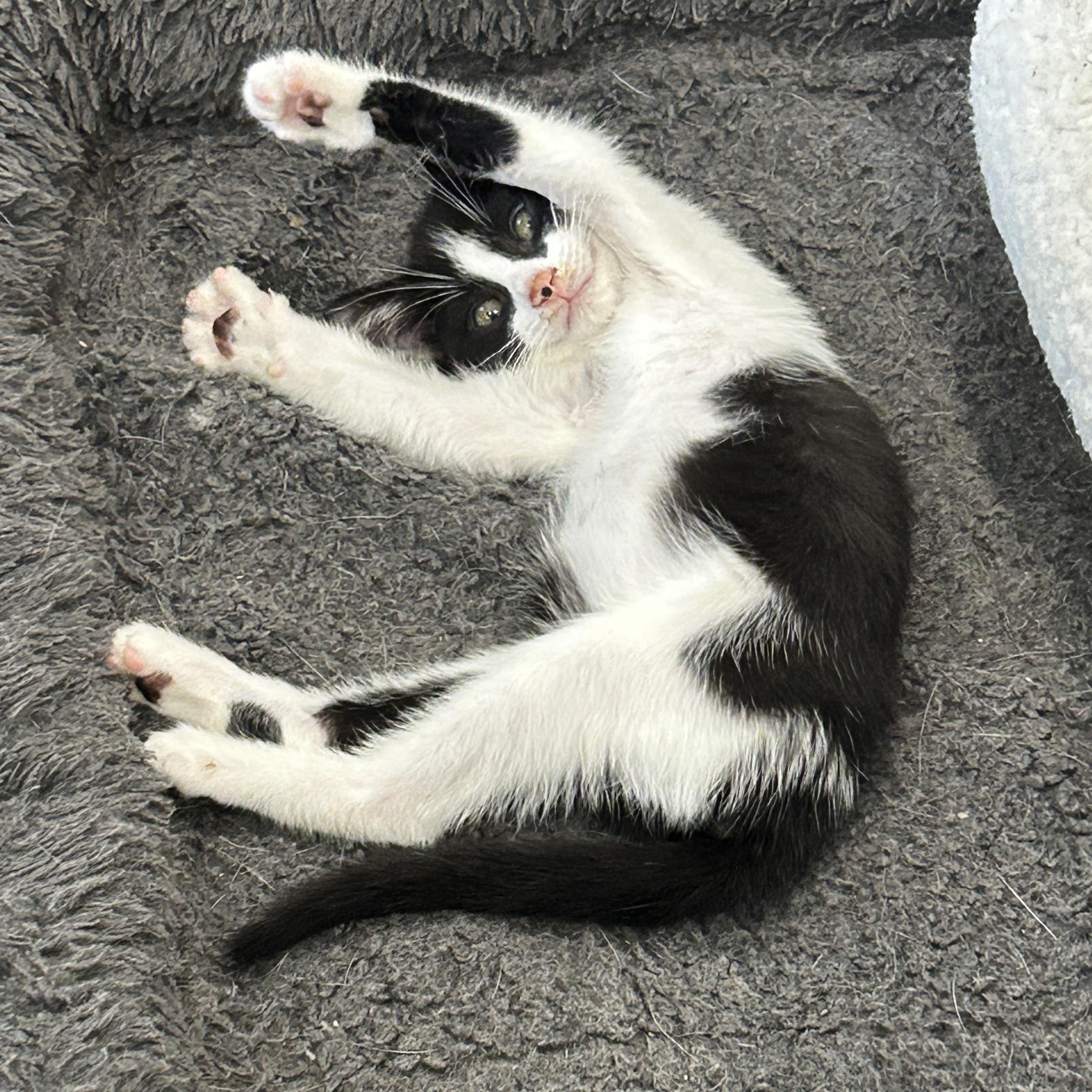 Marshall (aka best kitten ever!)