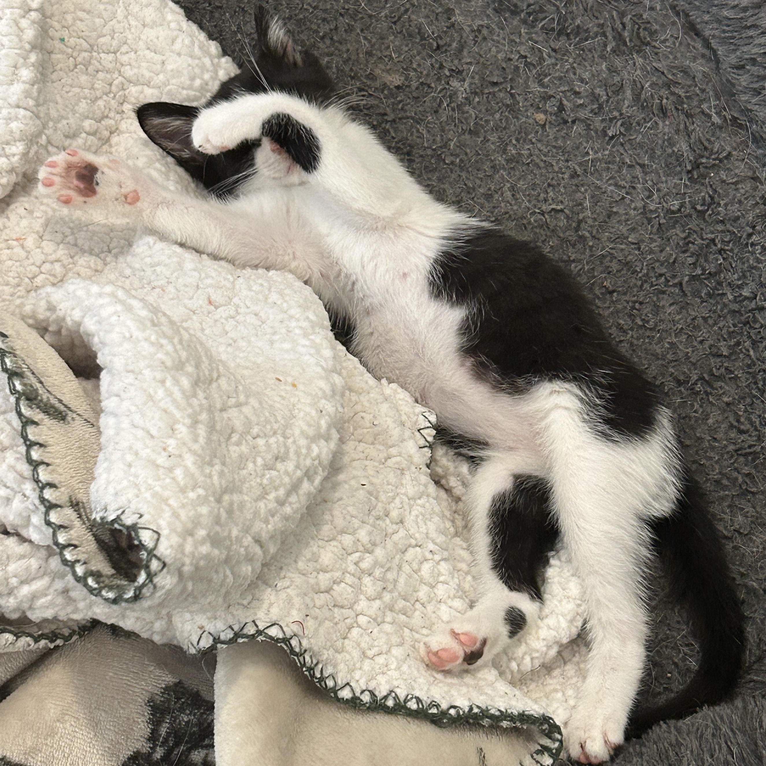 Marshall (aka best kitten ever!)