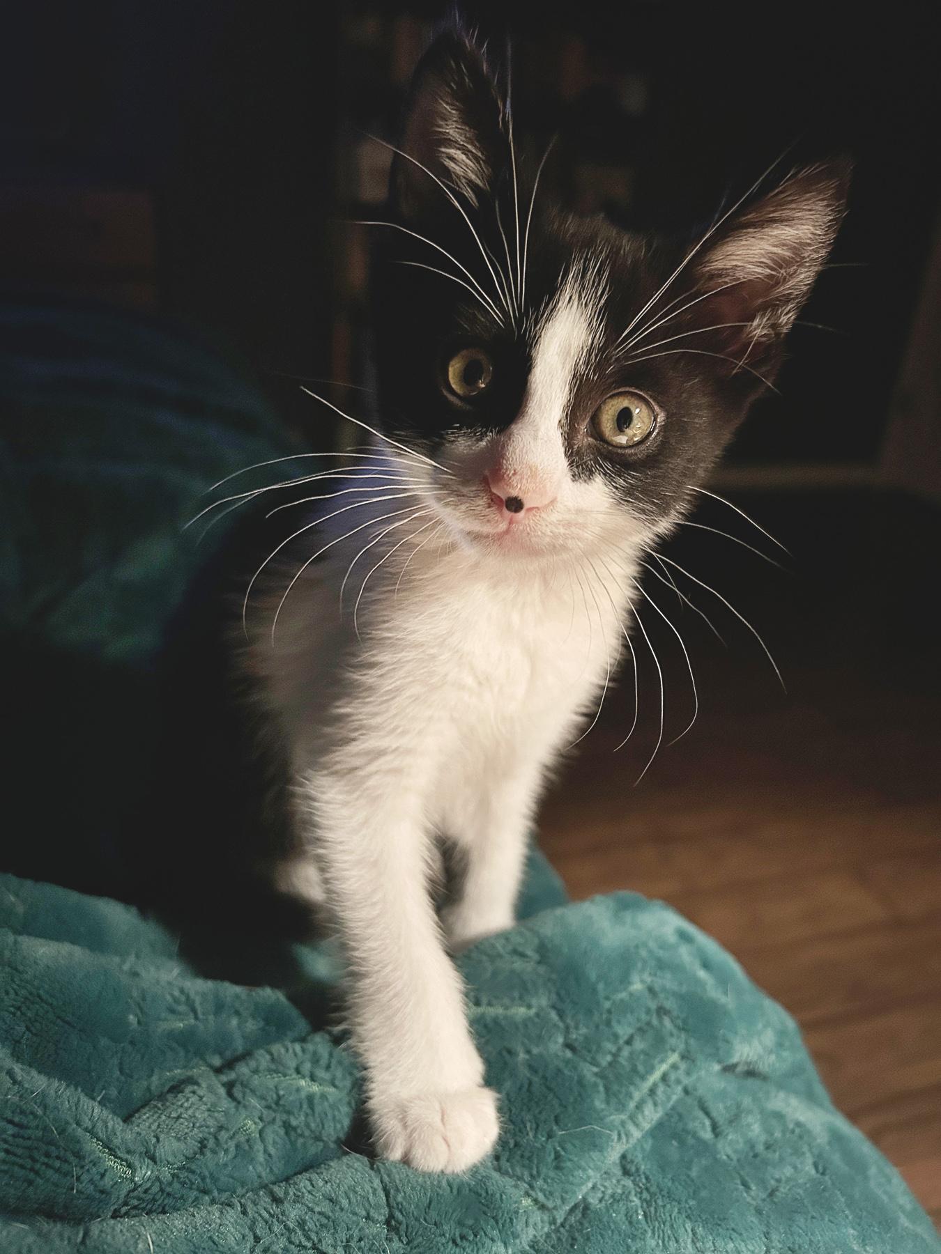 Marshall (aka best kitten ever!)