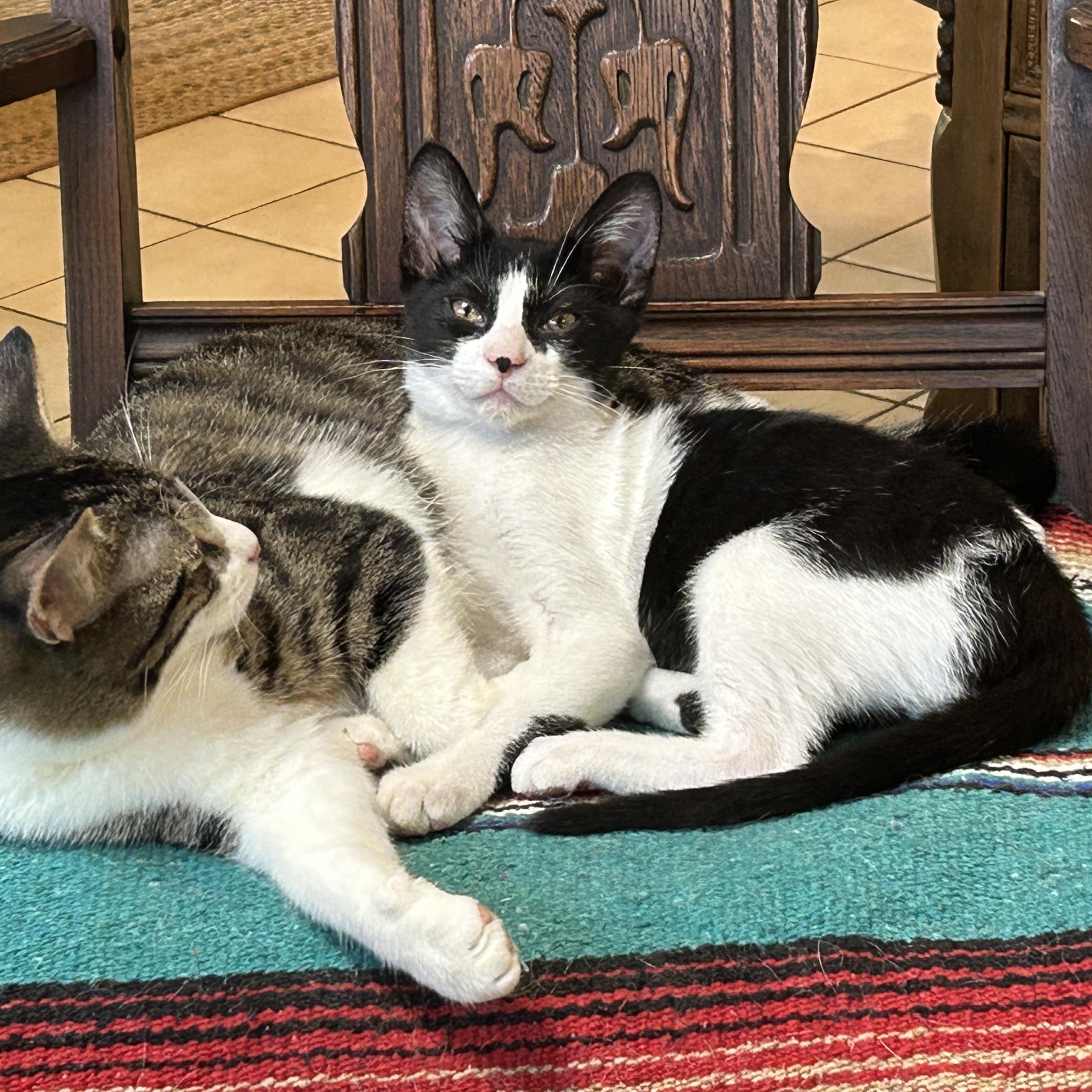 Marshall (aka best kitten ever!)