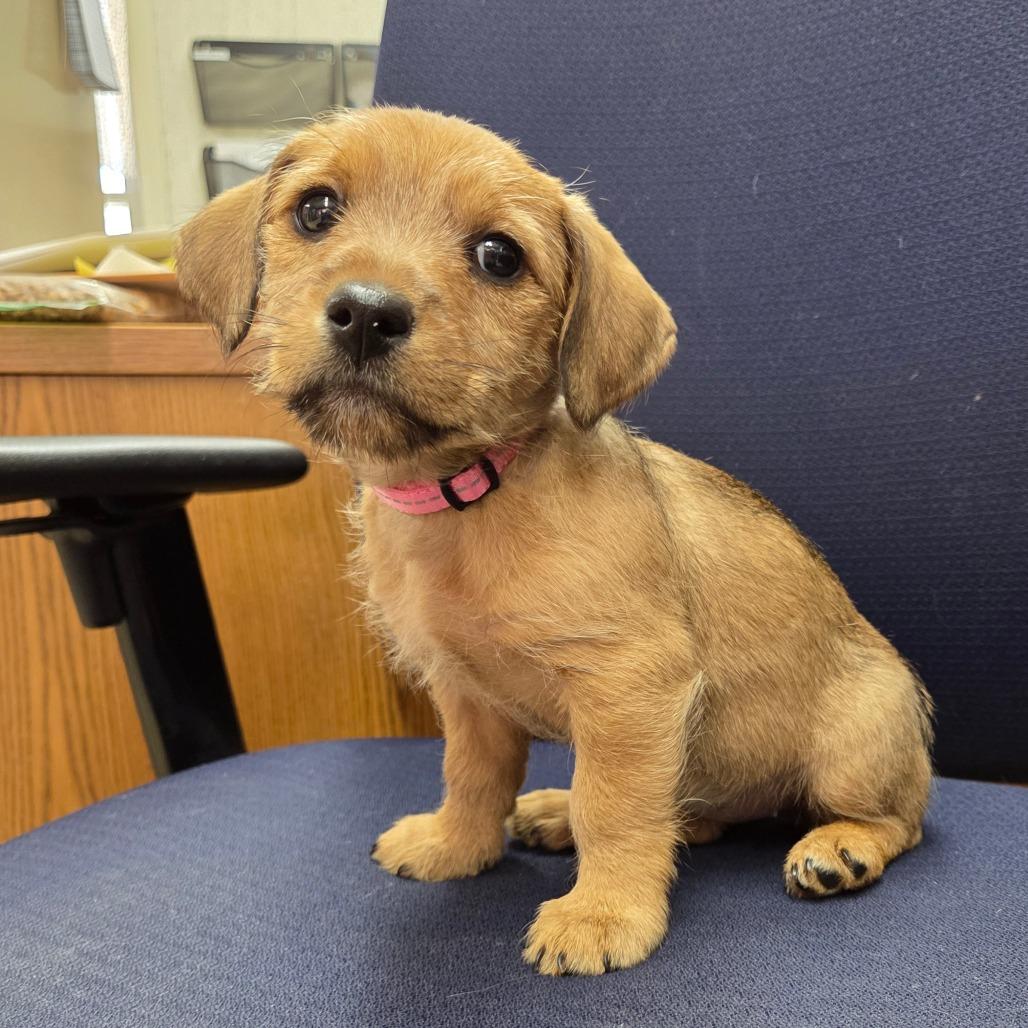 Enlarge Tango, a Adoptable mixed breed in Breese, IL image 1/3