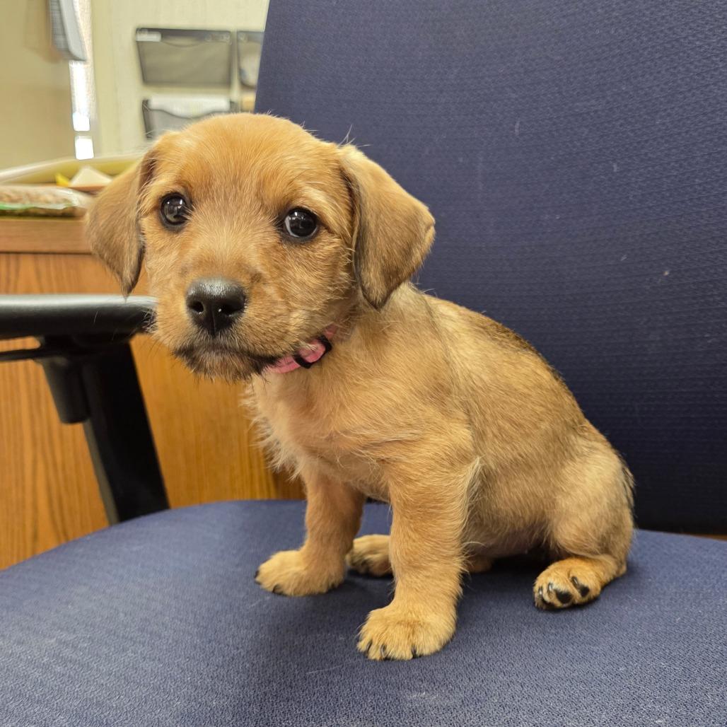 Enlarge Tango, a Adoptable mixed breed in Breese, IL image 2/3