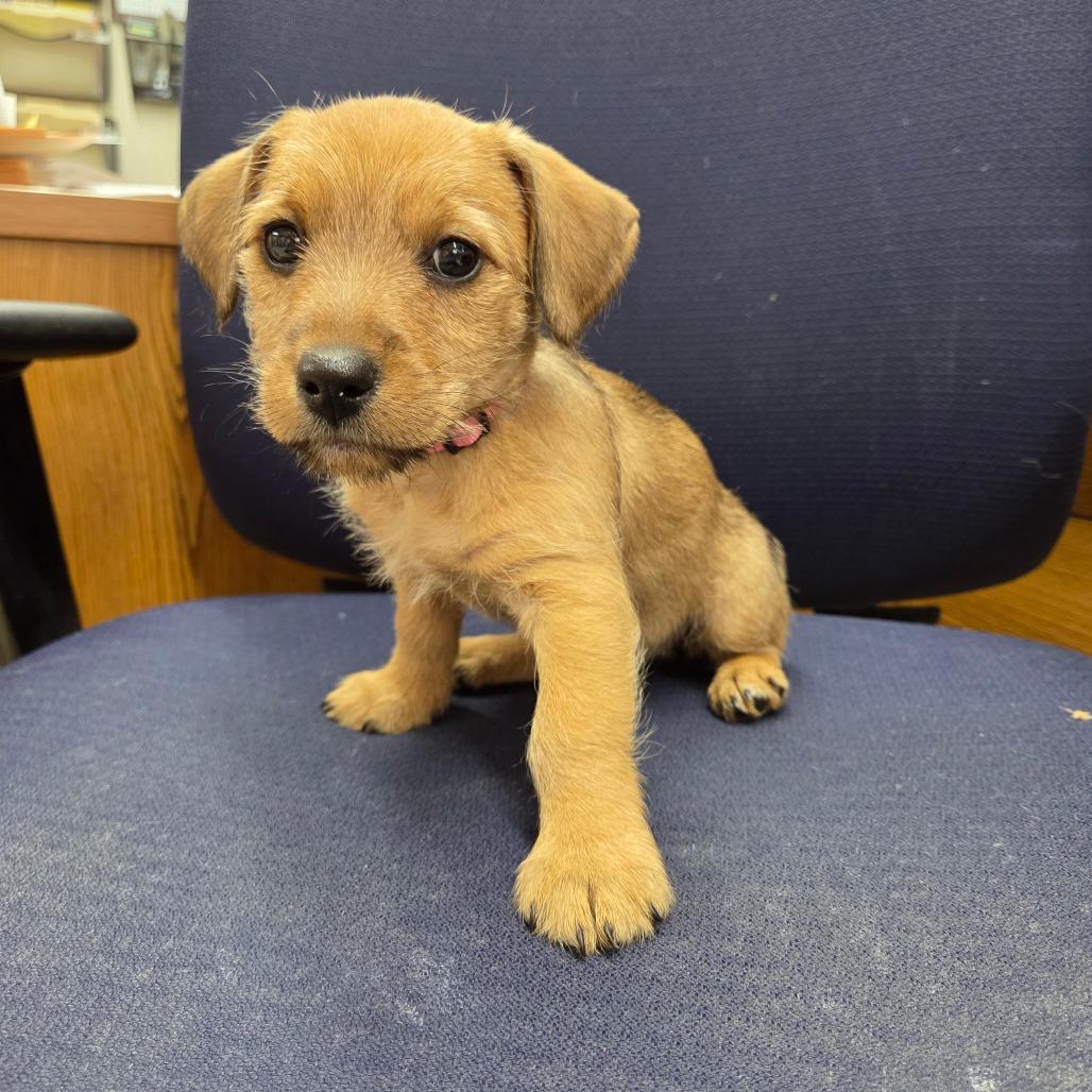 Enlarge Tango, a Adoptable mixed breed in Breese, IL image 3/3