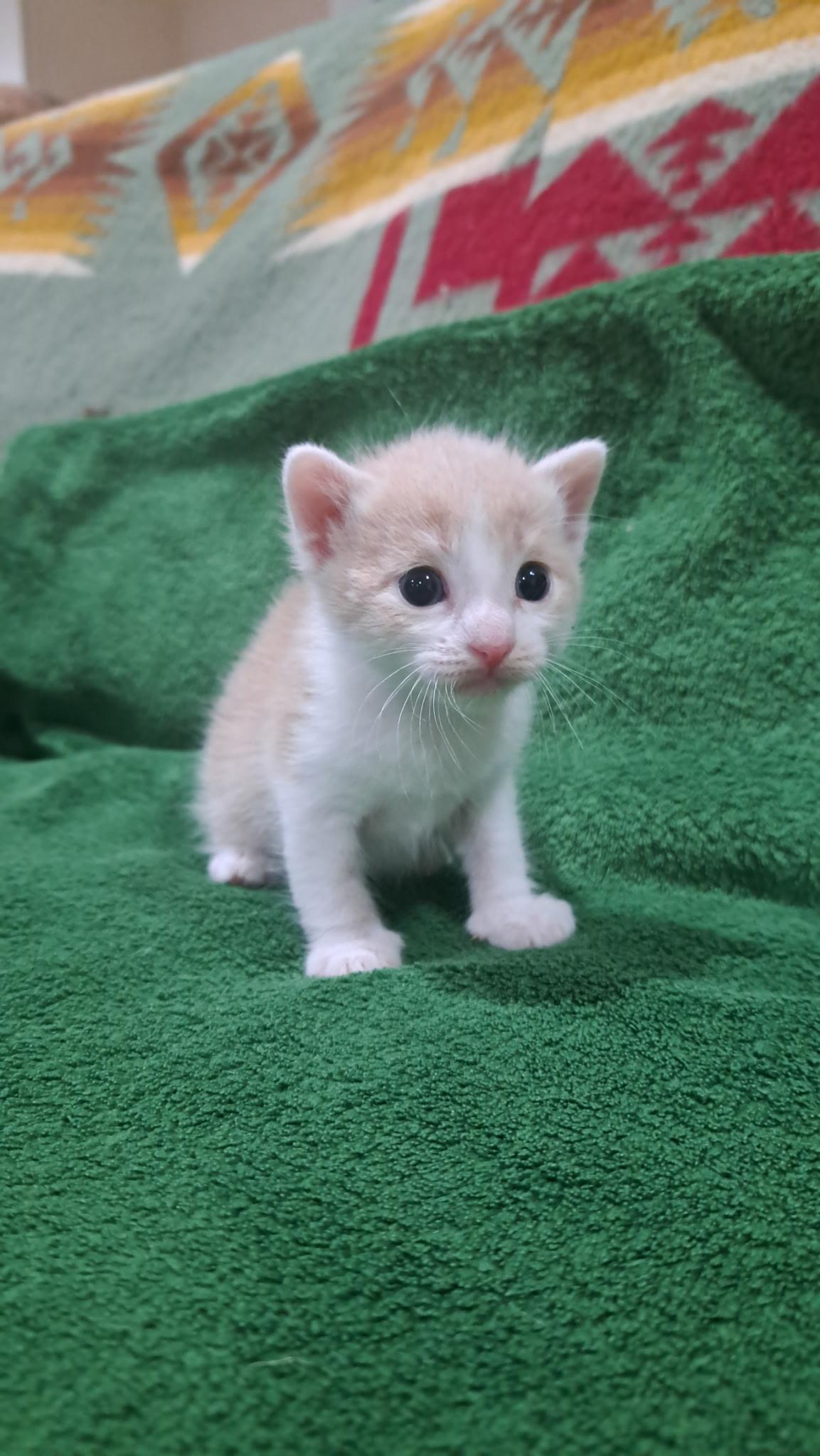 Rory, Adoptable, Kitten Male Domestic Short Hair.