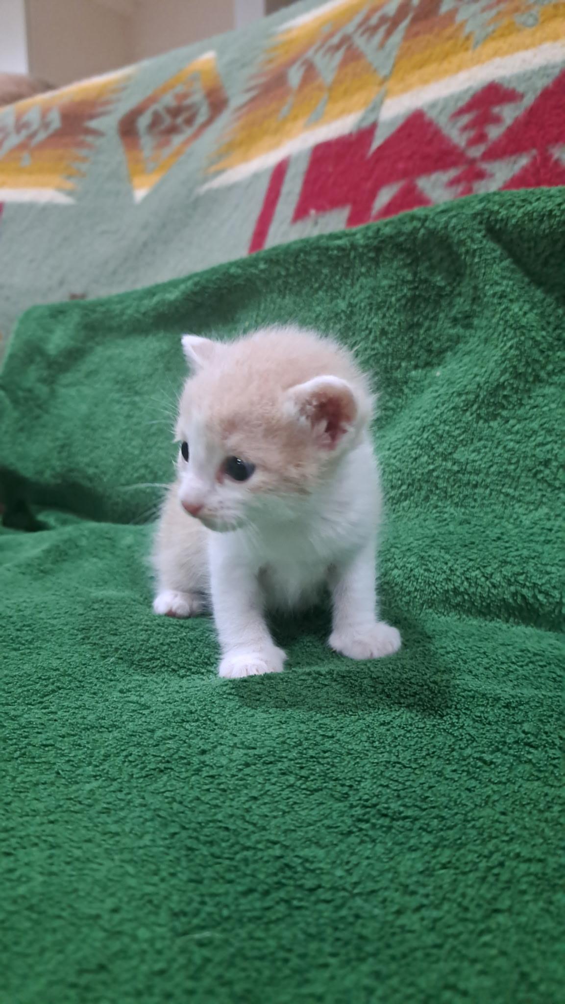 Enlarge Rory, a Adoptable mixed breed in Dixon, CA image 2/2