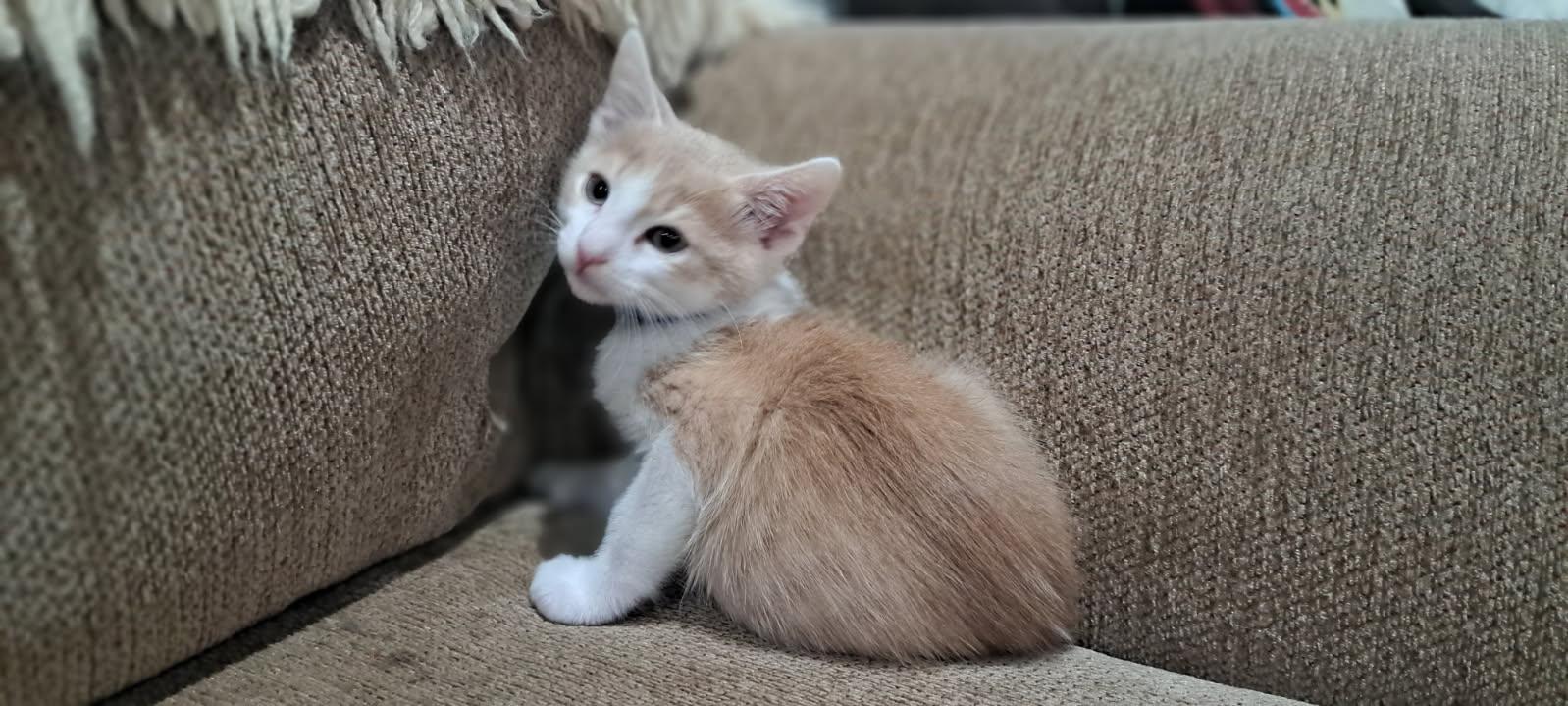 Rory, a Adopted mixed breed in Dixon, CA image 5/6