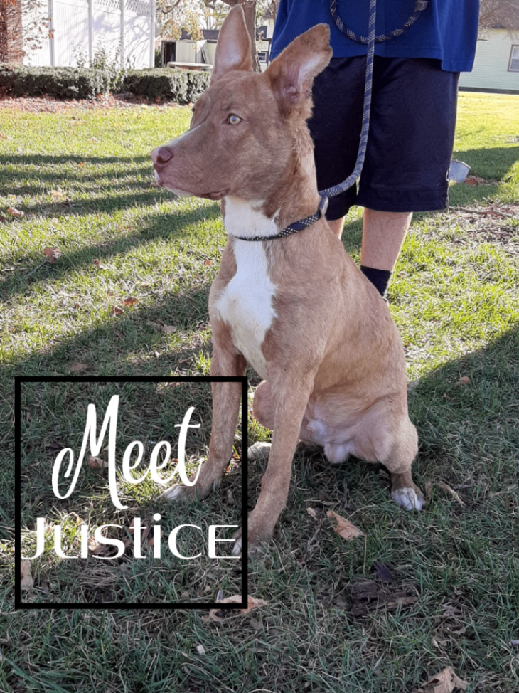 Justice, Adoptable, Adult Male Basenji & Shepherd.