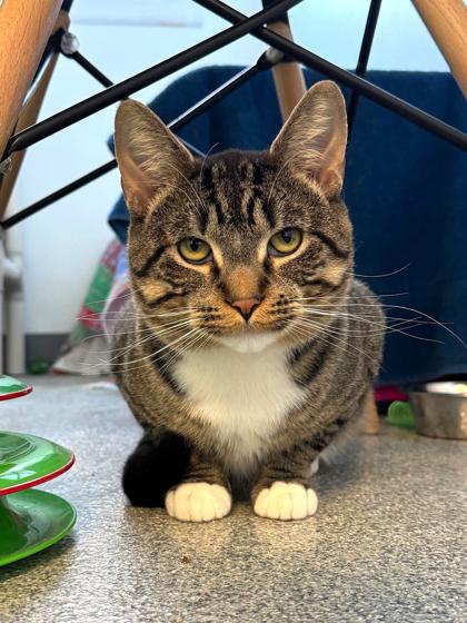 Legann, Adoptable, Adult Male Domestic Short Hair & Domestic Short Hair.