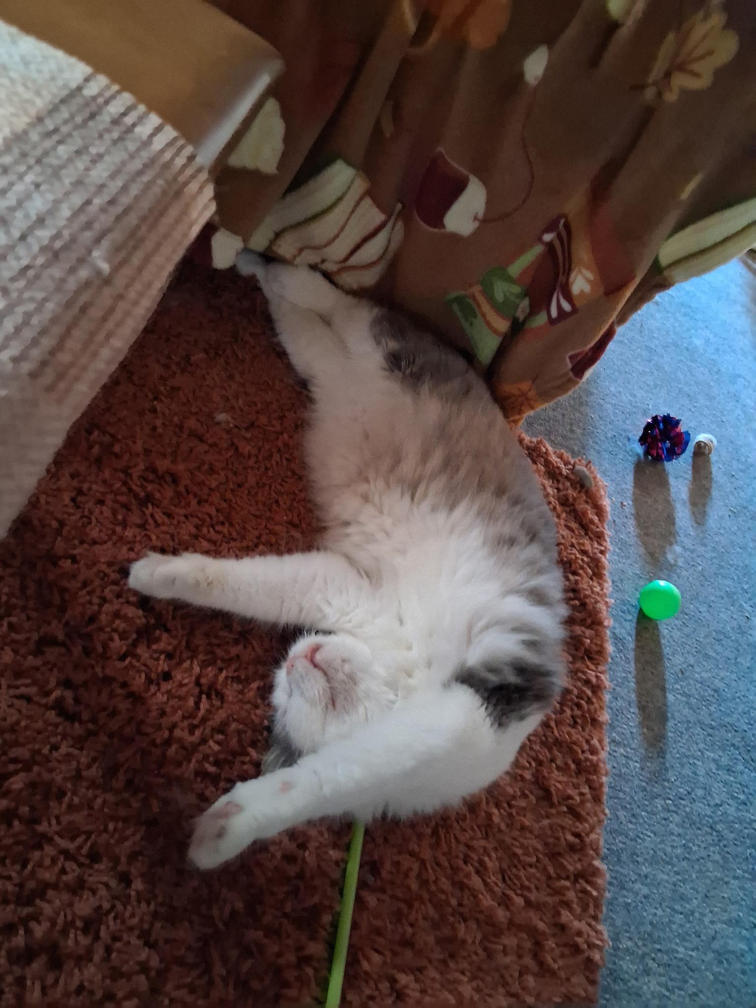 Enlarge Pearl, a Adoptable Domestic Medium Hair in Pittsburgh, PA image 4/6