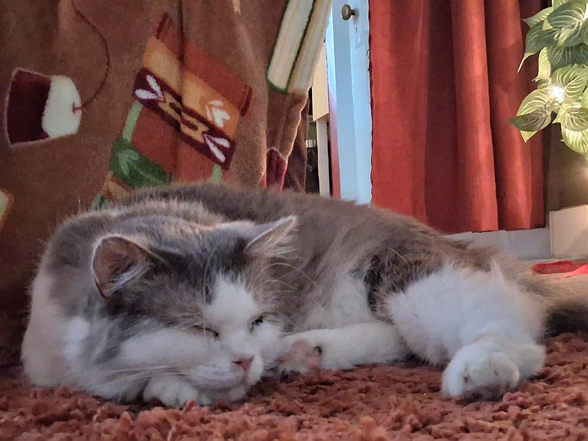 Enlarge Pearl, a Adoptable Domestic Medium Hair in Pittsburgh, PA image 5/6