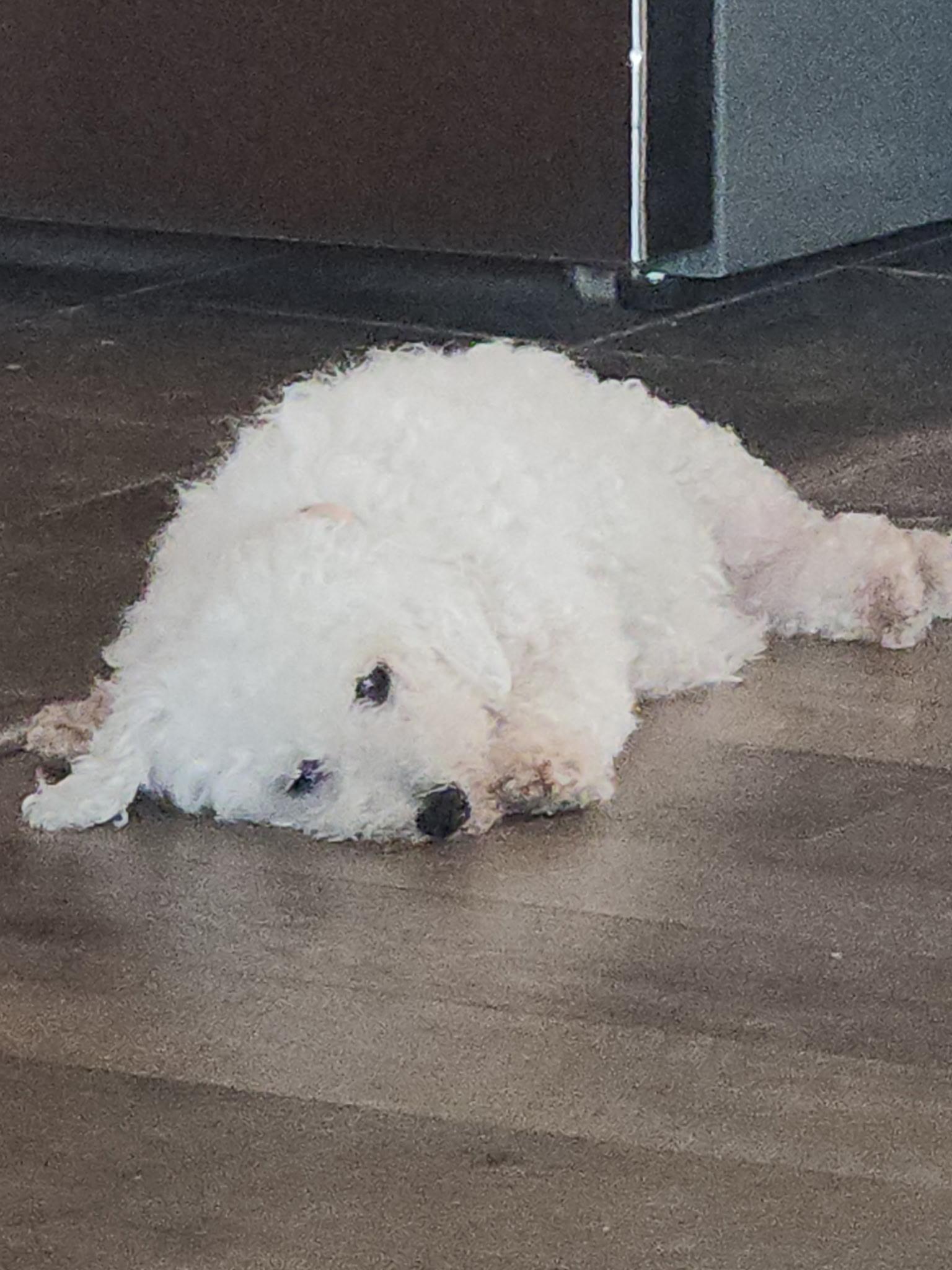 Enlarge Dolly: Sweet Bichon, an adopted Bichon Frise in Franklin, TN image 3/4