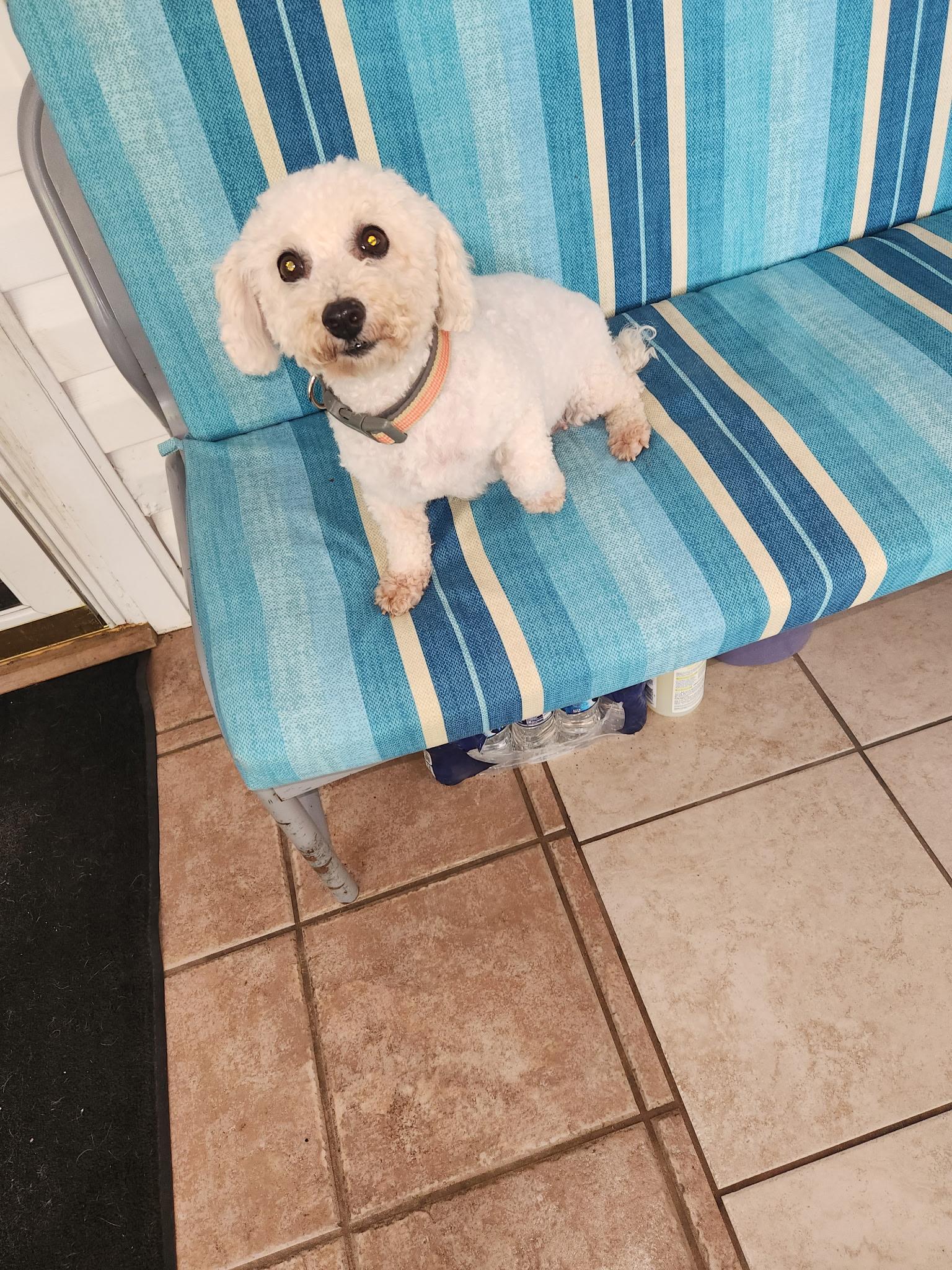 Enlarge Dolly: Sweet Bichon, an adopted Bichon Frise in Franklin, TN image 4/4