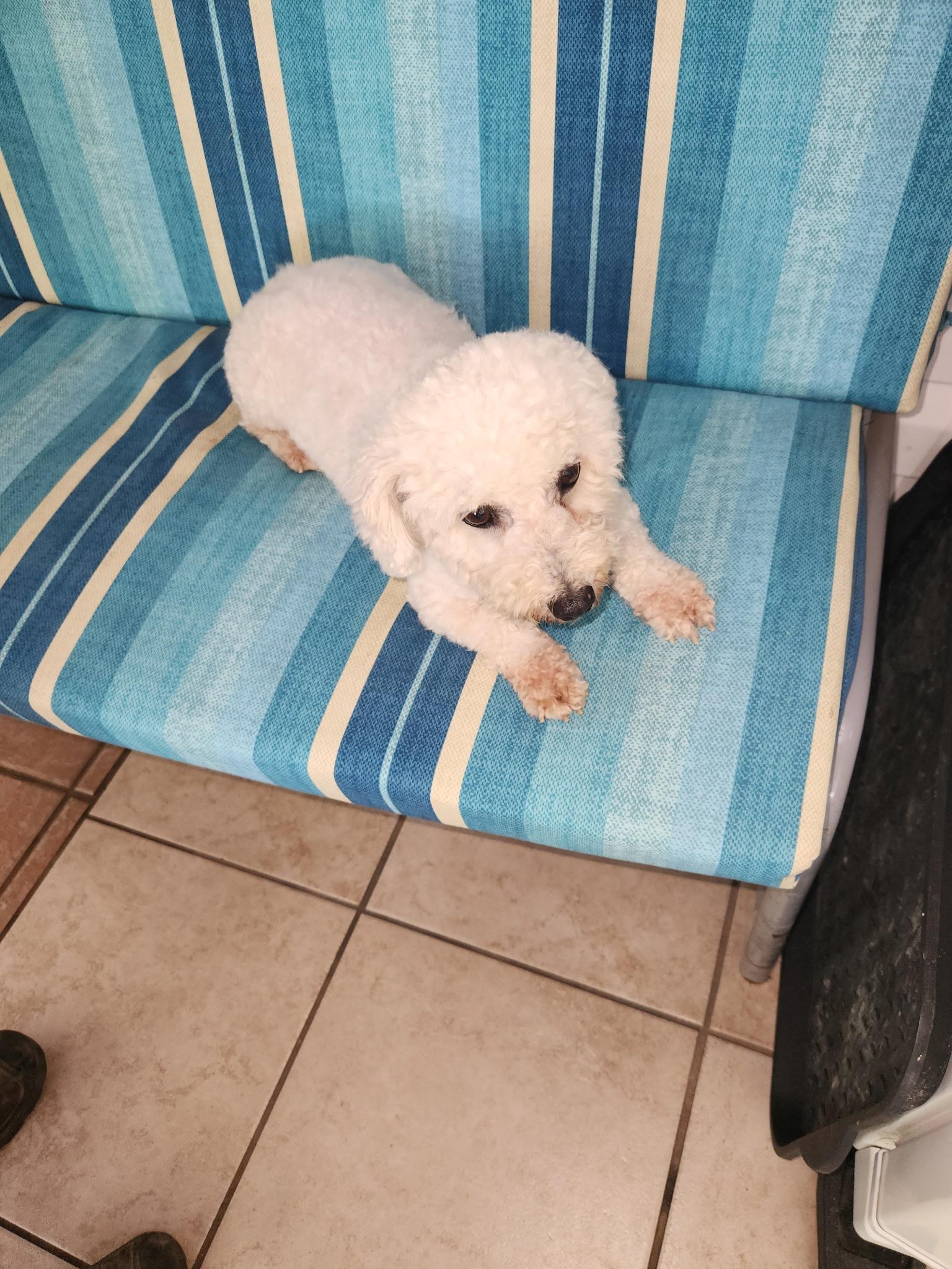 Enlarge Dolly: Sweet Bichon, an adopted Bichon Frise in Franklin, TN image 2/4