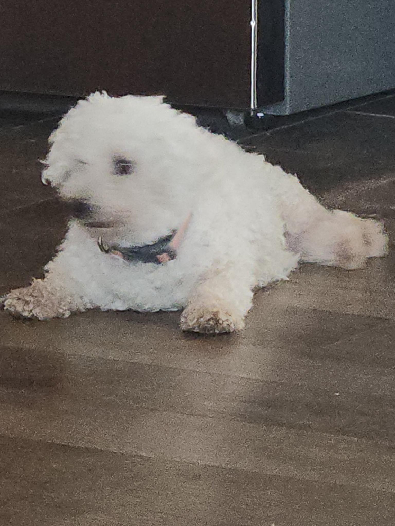 Enlarge Dolly: Sweet Bichon, an adopted Bichon Frise in Franklin, TN image 1/4