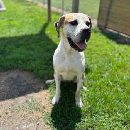 Enlarge Dawn, a Adoptable mixed breed in Clinton, IL image 2/5