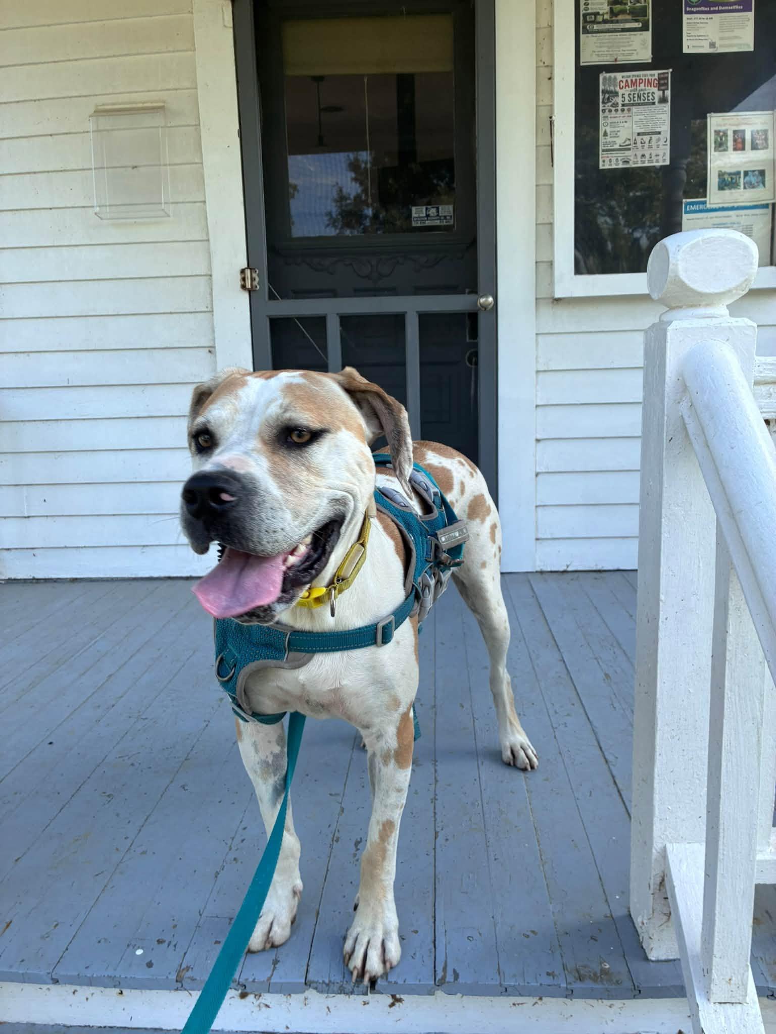 Dawn, Adoptable, Adult Female Great Dane.