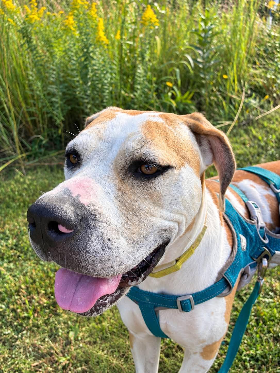 Enlarge Dawn, a Adoptable mixed breed in Clinton, IL image 4/5