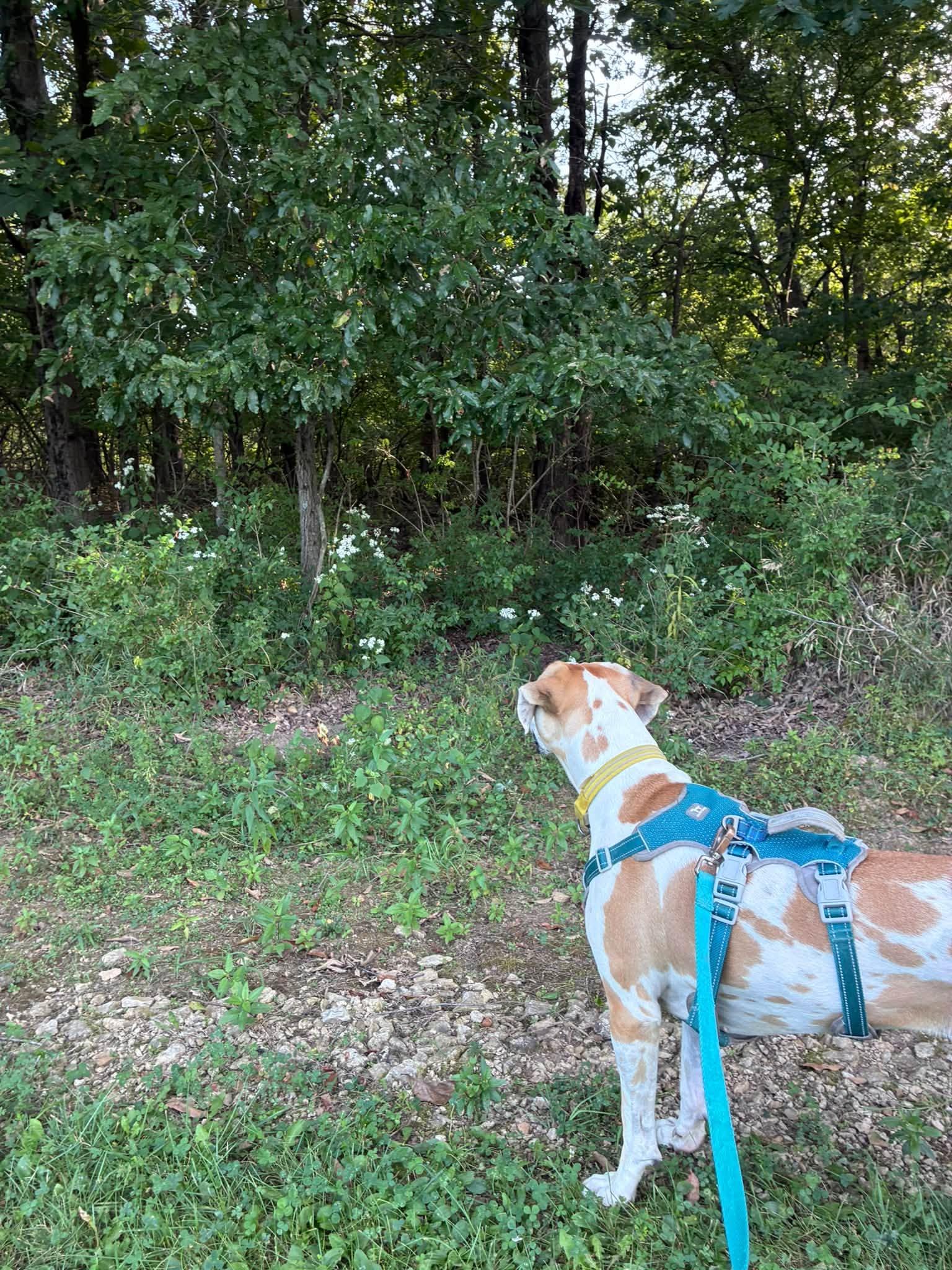 Enlarge Dawn, a Adoptable mixed breed in Clinton, IL image 5/5