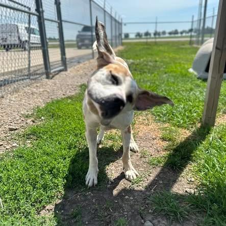 Enlarge Dawn, a Adoptable mixed breed in Clinton, IL image 3/5