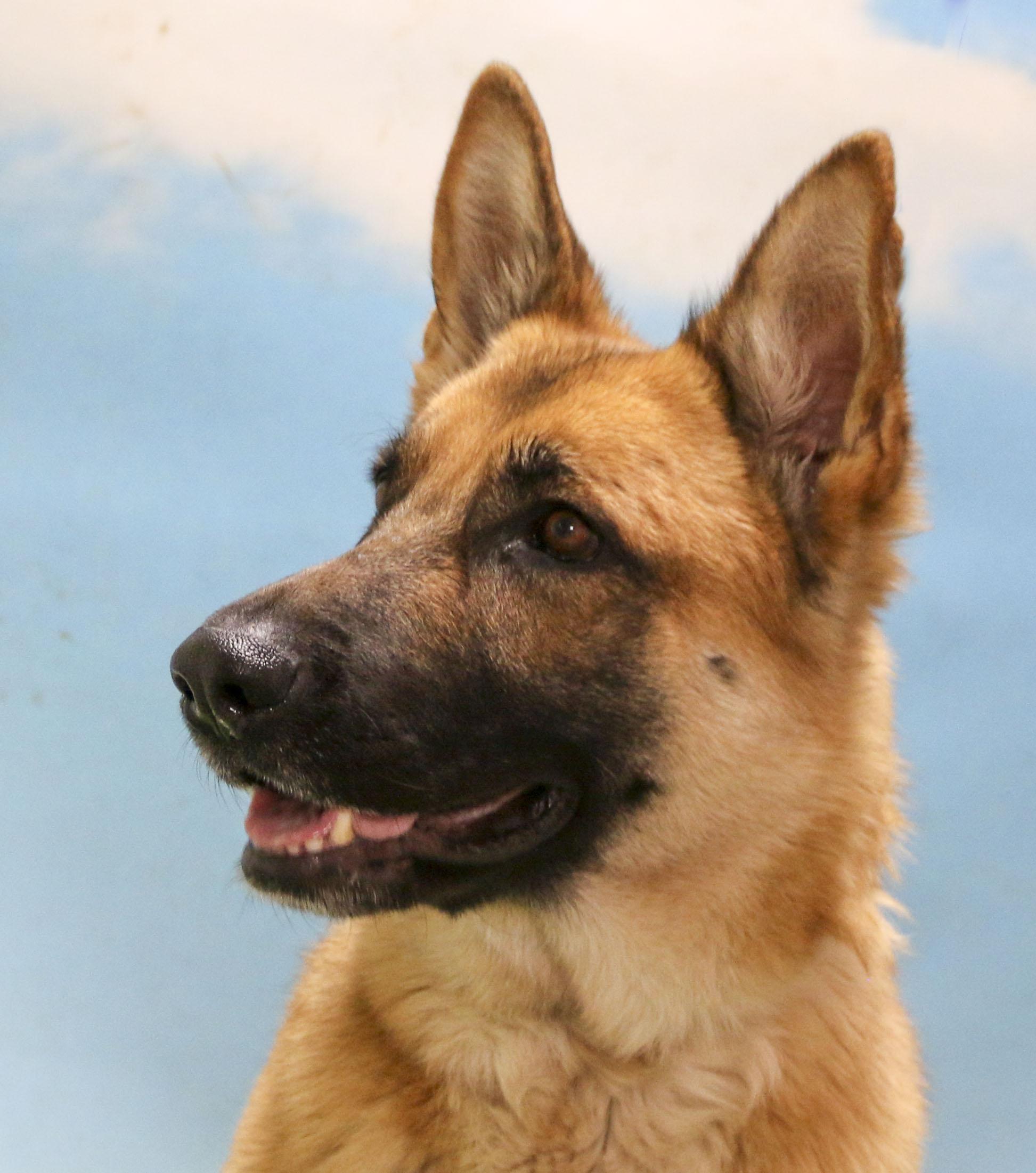 Bella, Young Female German Shepherd Dog