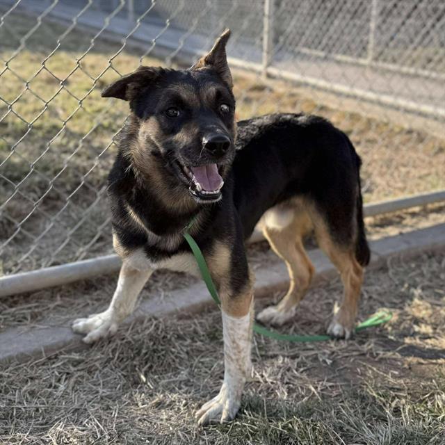 GILBERT, Adoptable, Young Male Australian Shepherd & Mixed Breed.