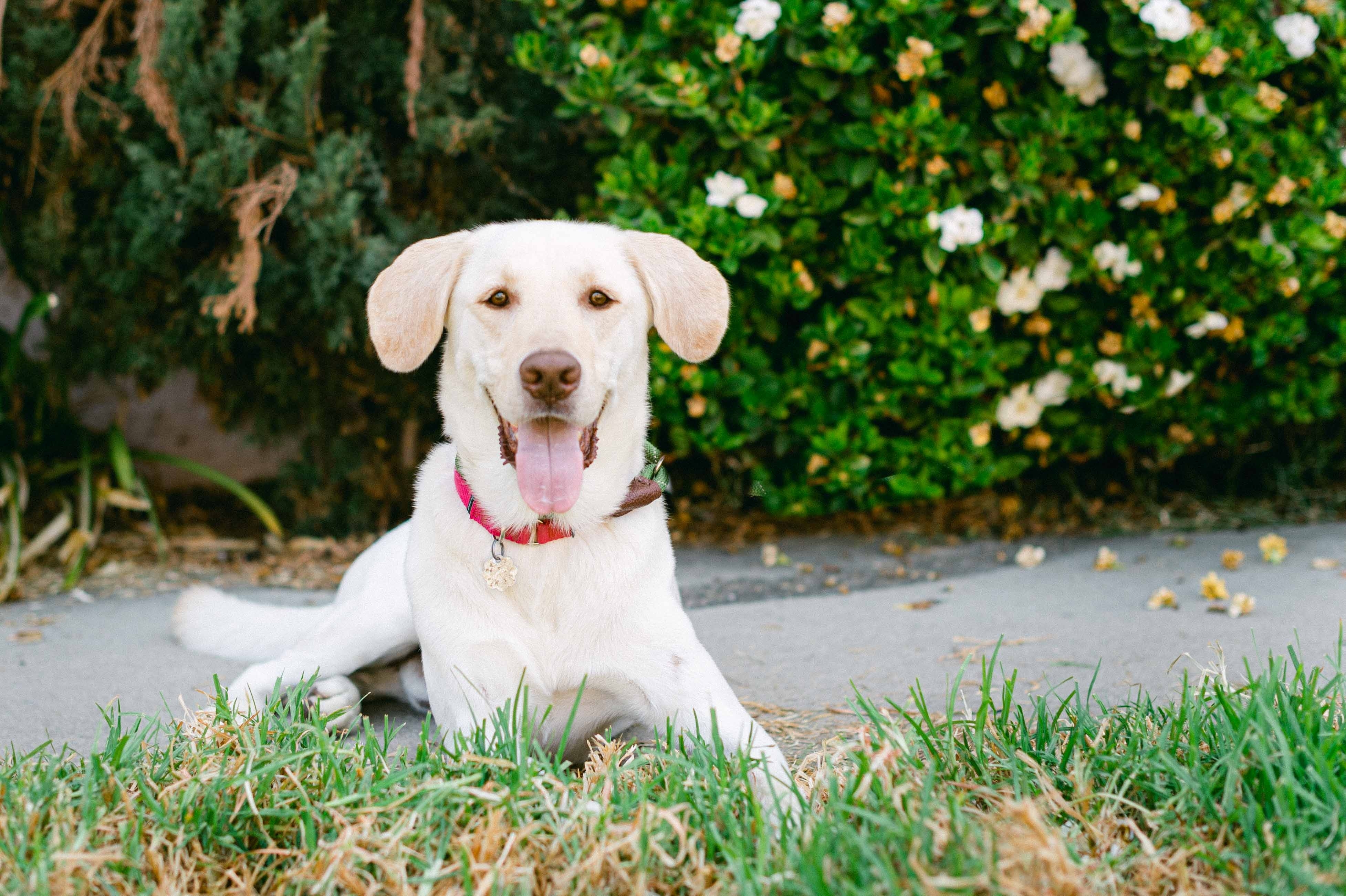 Enlarge Lucky, a Adoptable Labrador Retriever in Woodland Hills, CA image 2/4