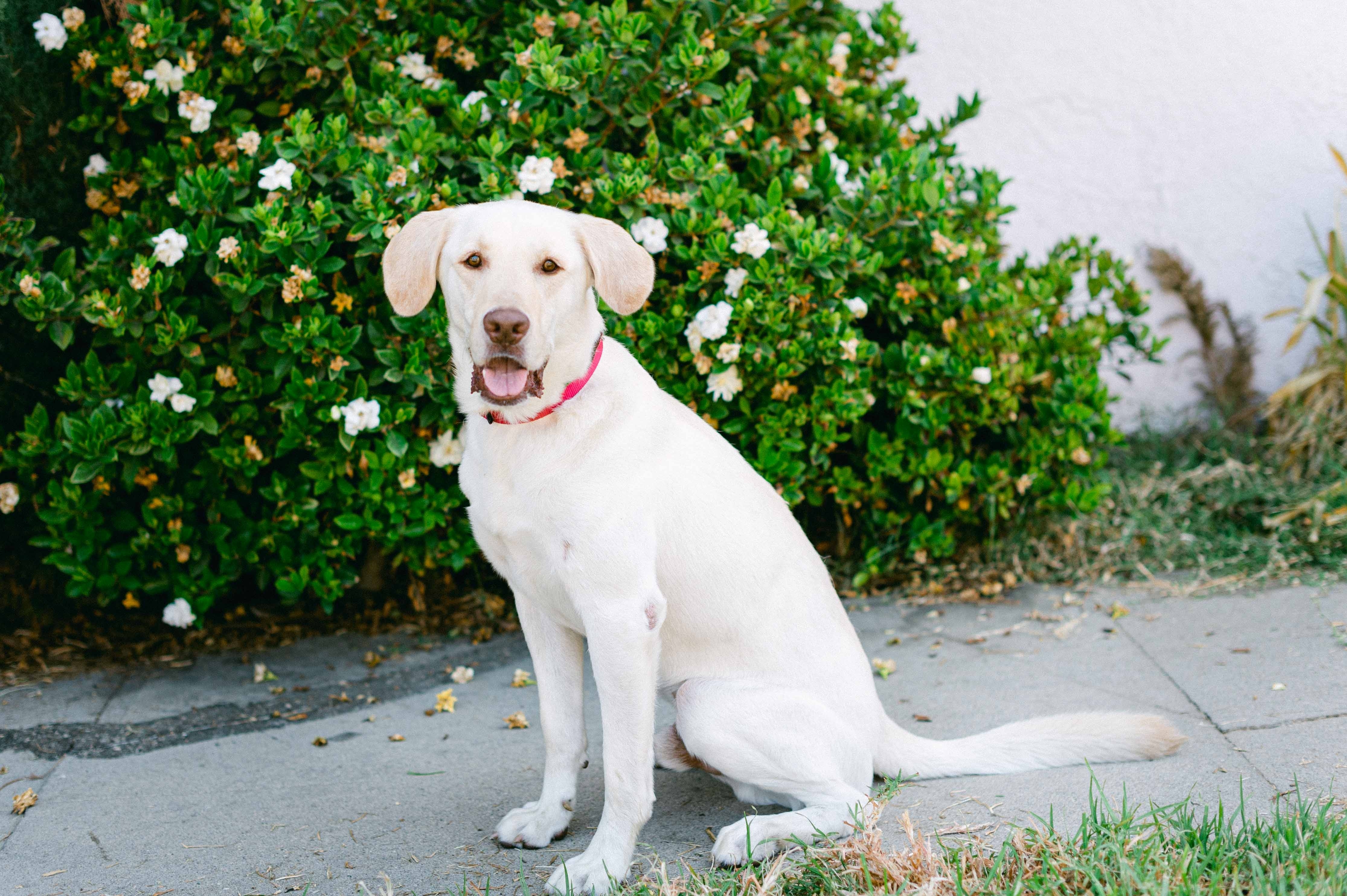 Enlarge Lucky, a Adoptable Labrador Retriever in Woodland Hills, CA image 3/4