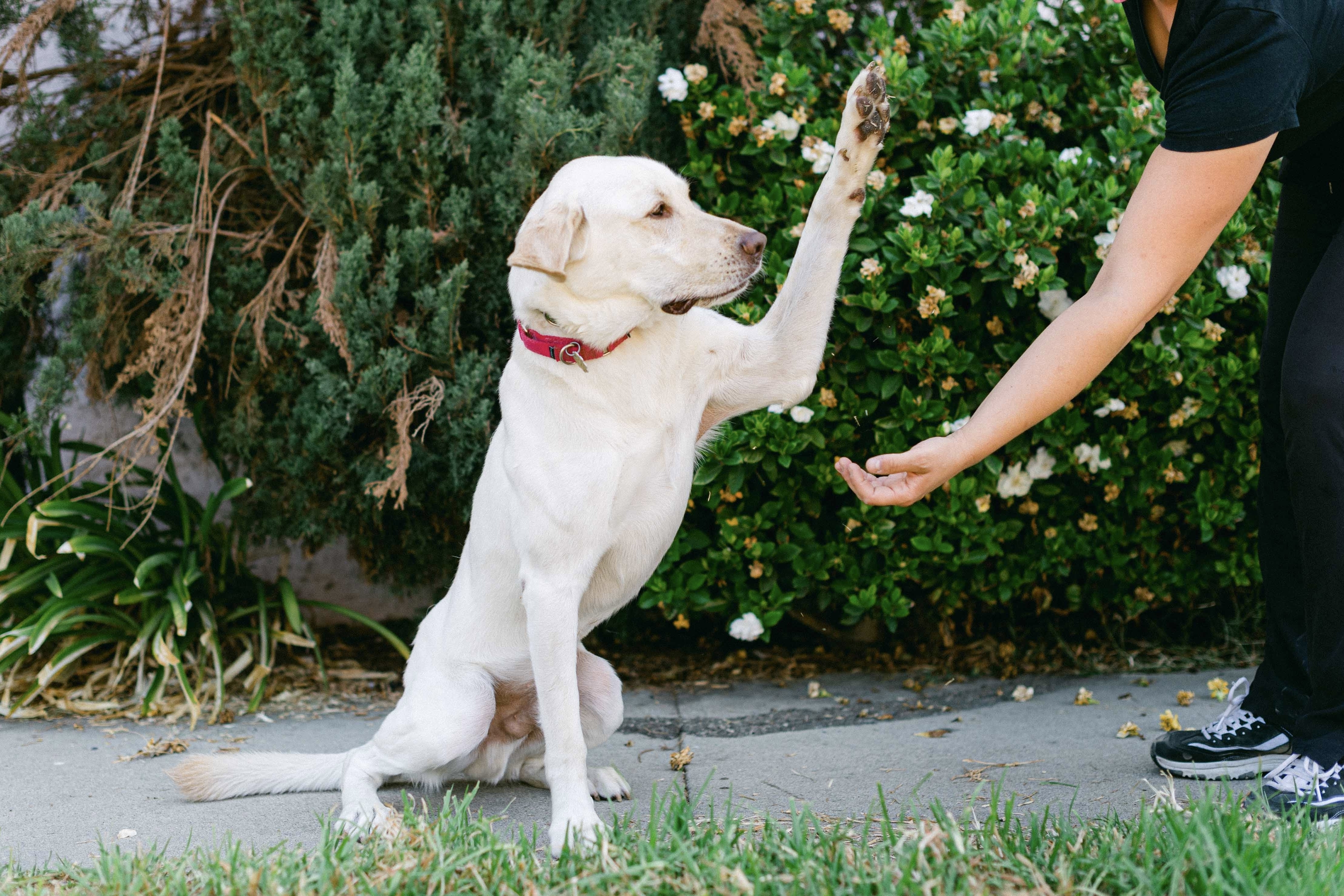 Enlarge Lucky, a Adoptable Labrador Retriever in Woodland Hills, CA image 4/4