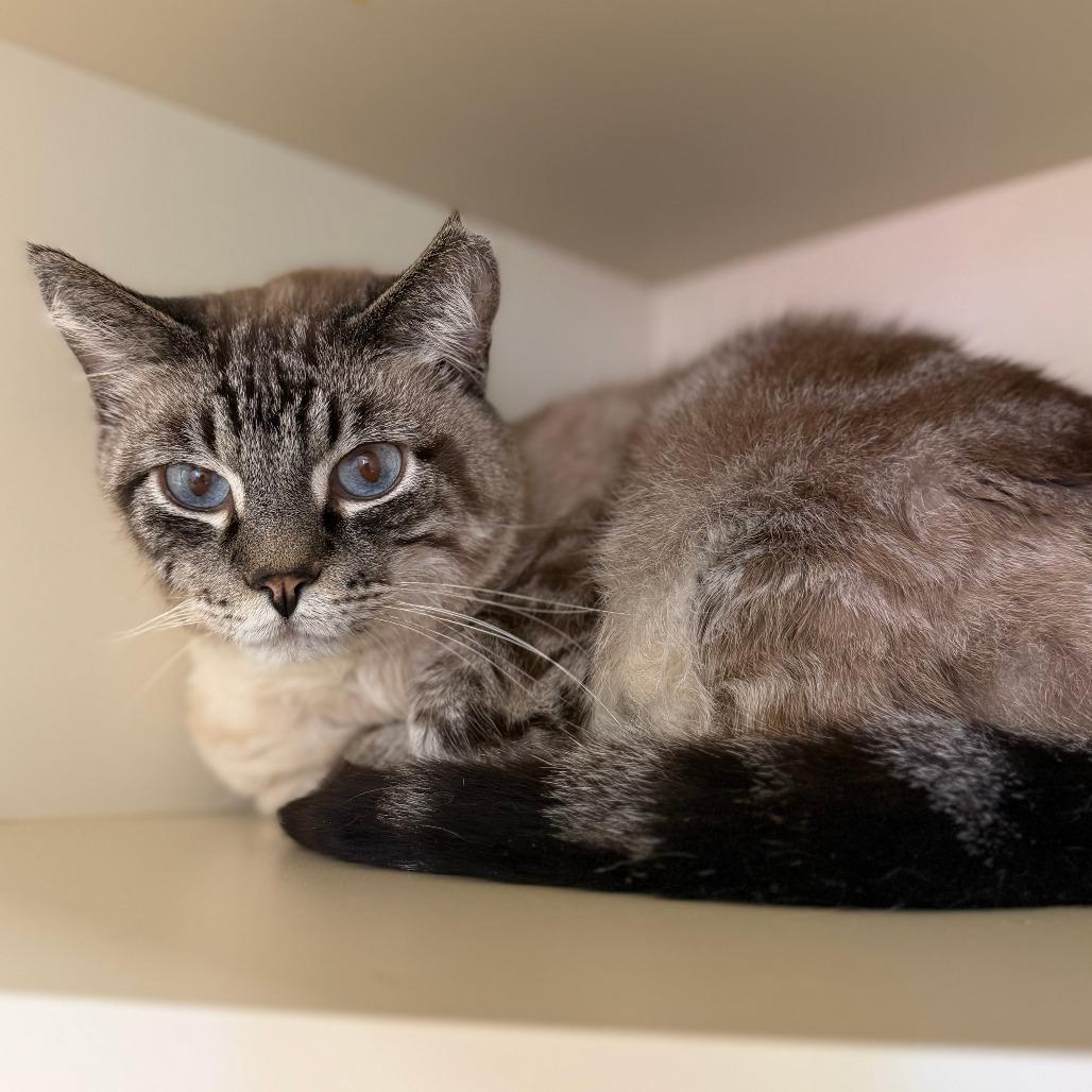 Mr. Bubbles, Adoptable, Adult Male Domestic Medium Hair.