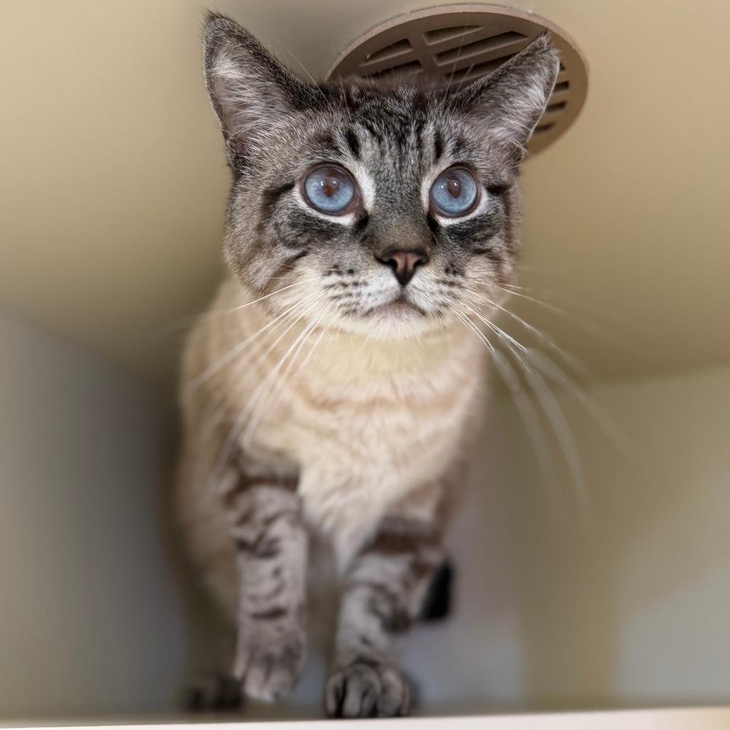 Enlarge Mr. Bubbles, a Adoptable Domestic Medium Hair in Cody, WY image 2/5