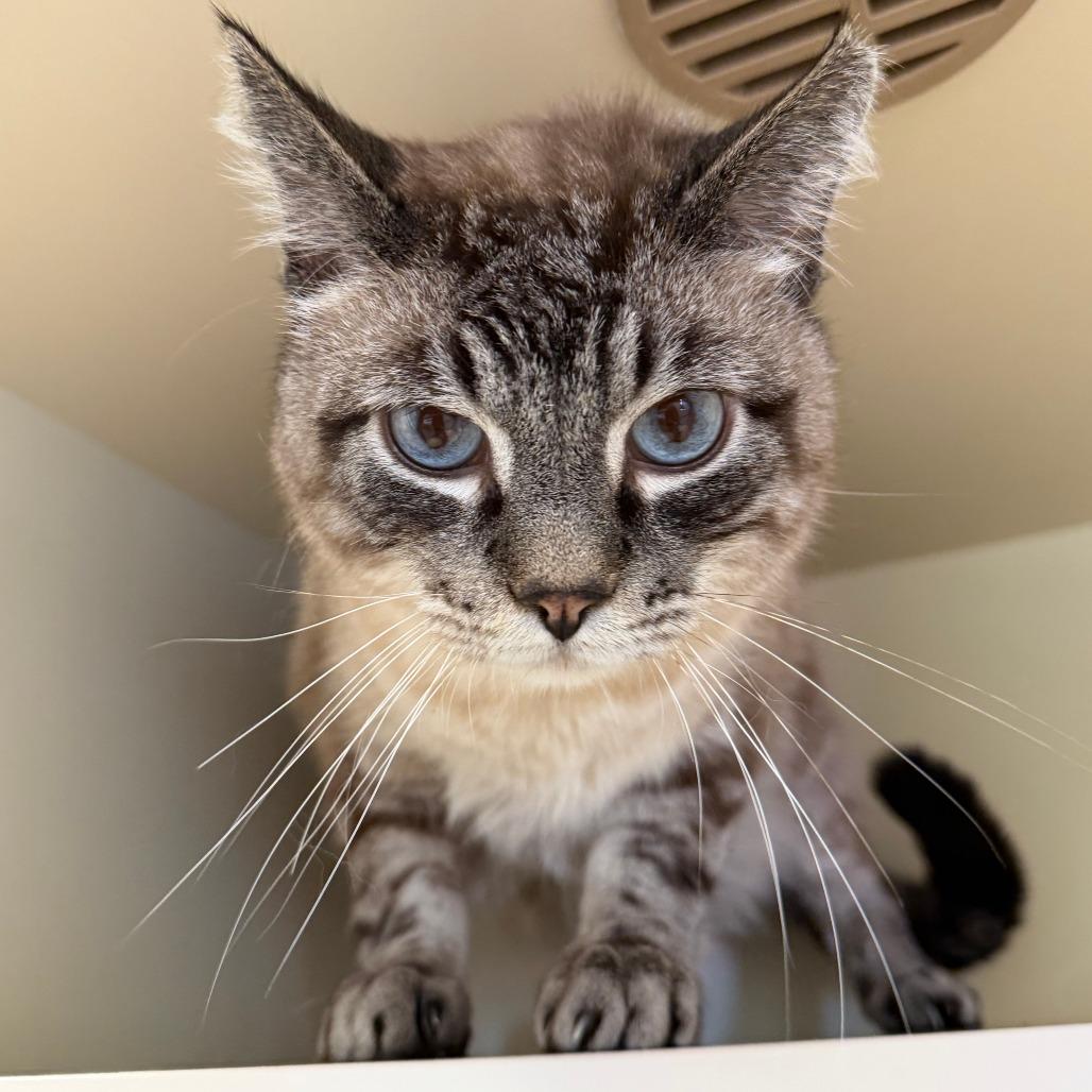 Enlarge Mr. Bubbles, a Adoptable Domestic Medium Hair in Cody, WY image 3/5