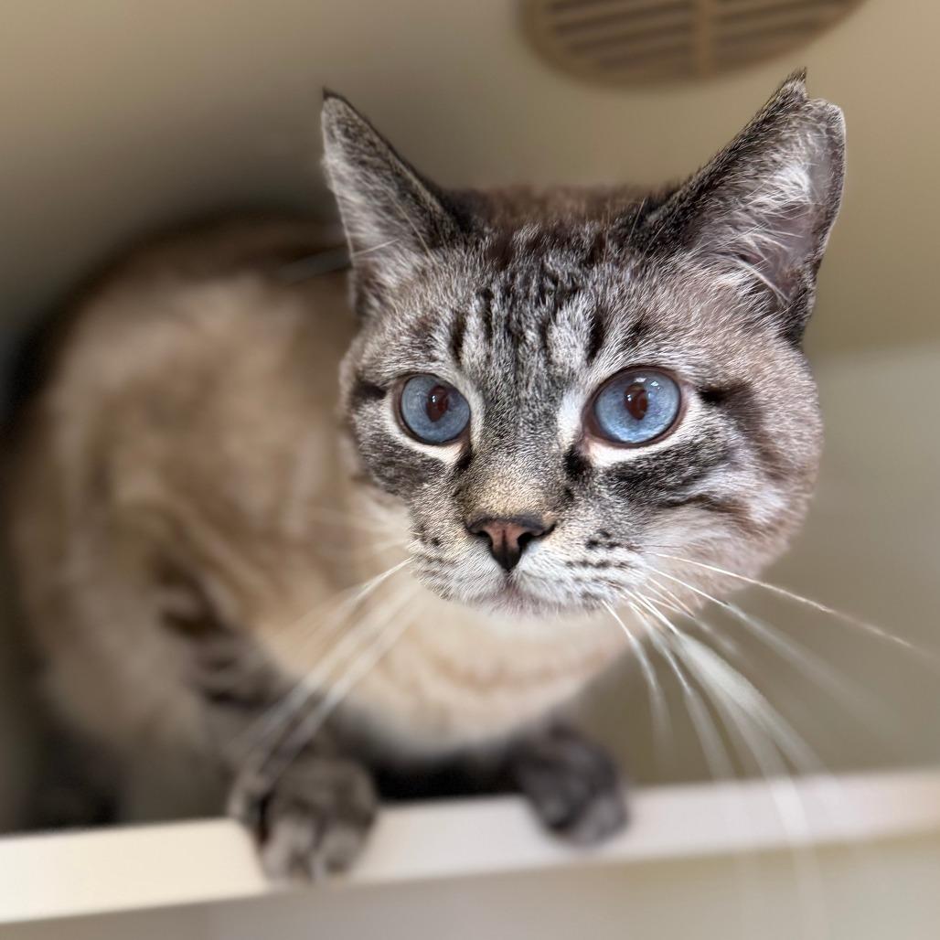Enlarge Mr. Bubbles, a Adoptable Domestic Medium Hair in Cody, WY image 4/5