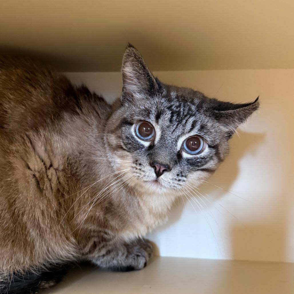Enlarge Mr. Bubbles, a Adoptable Domestic Medium Hair in Cody, WY image 1/1