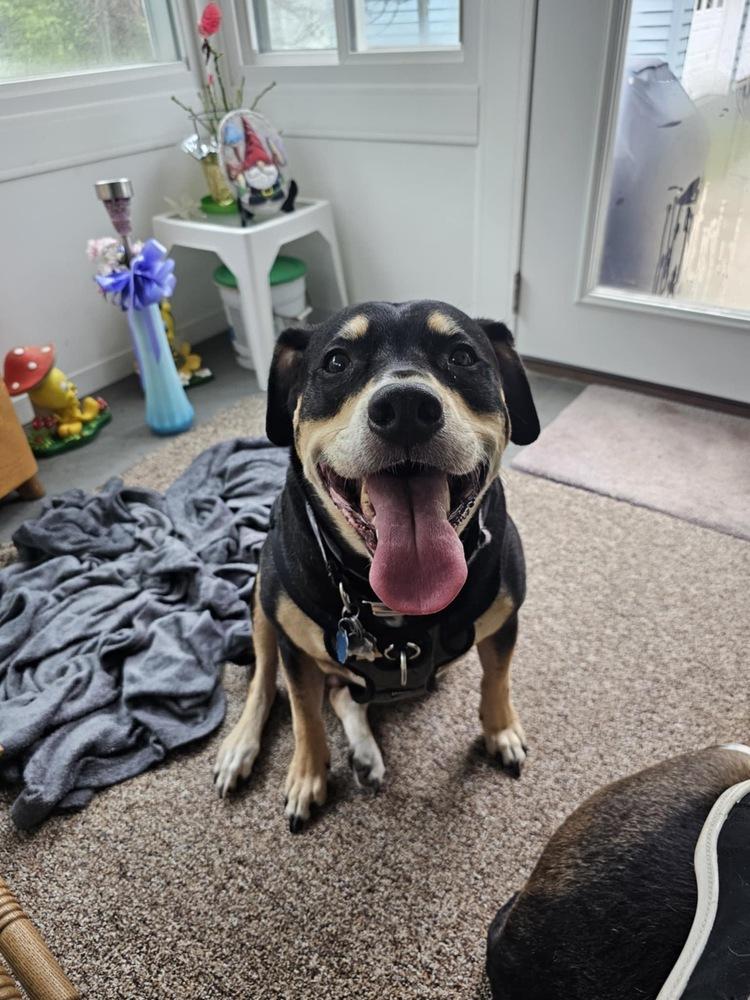 Harley Memphis, Adoptable, Senior Male Labrador Retriever & Pit Bull Terrier.