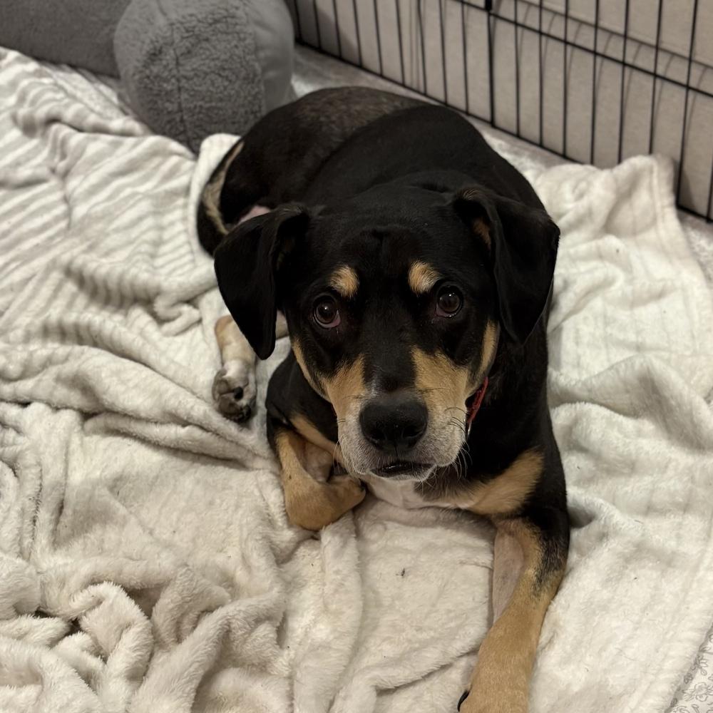 Harley Memphis, a Adoptable mixed breed in Boston, MA image 2/6