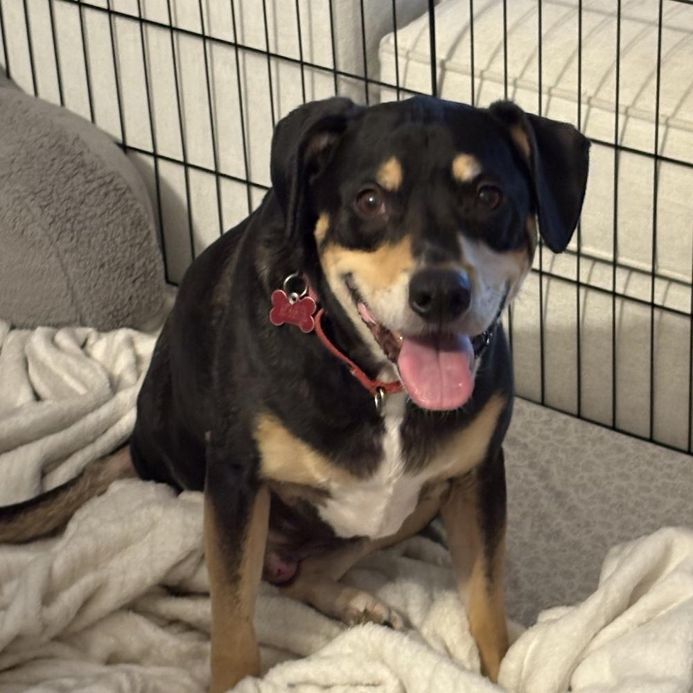 Harley Memphis, a Adoptable mixed breed in Boston, MA image 3/6