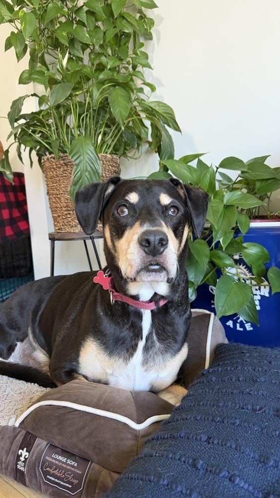 Enlarge Harley Memphis, a Adoptable mixed breed in Boston, MA image 2/6