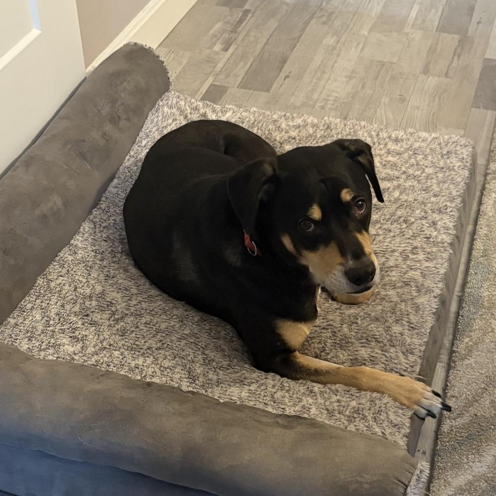 Harley Memphis, a Adoptable mixed breed in Boston, MA image 4/6