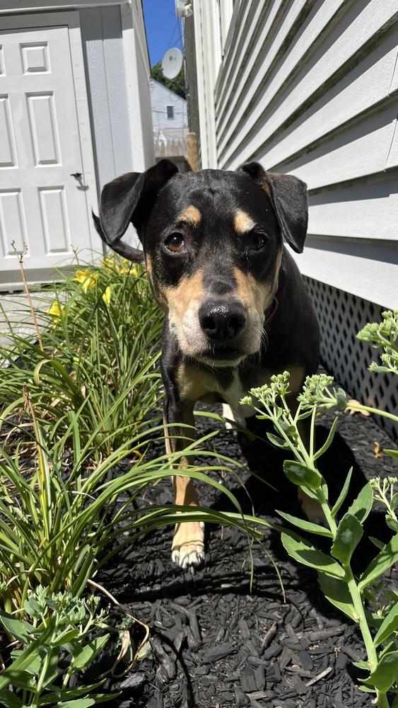 Enlarge Harley Memphis, a Adoptable mixed breed in Boston, MA image 4/6
