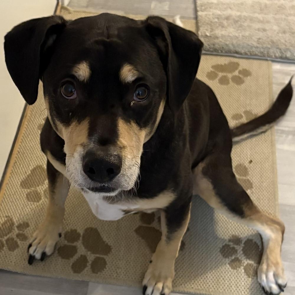 Harley Memphis, a Adoptable mixed breed in Boston, MA image 5/6