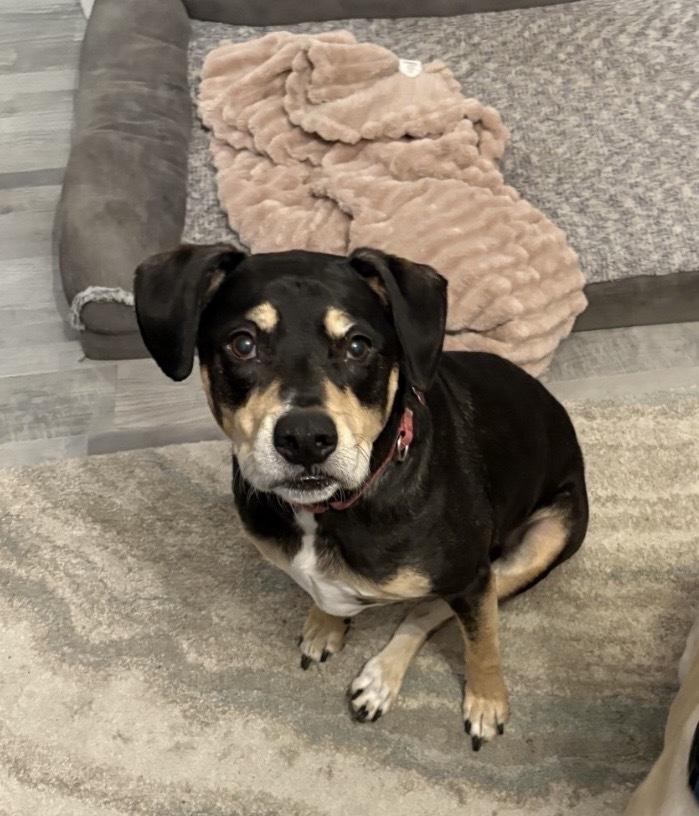 Enlarge Harley Memphis, a Adoptable mixed breed in Boston, MA image 3/6