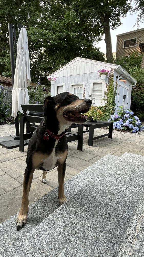 Enlarge Harley Memphis, a Adoptable mixed breed in Boston, MA image 5/6
